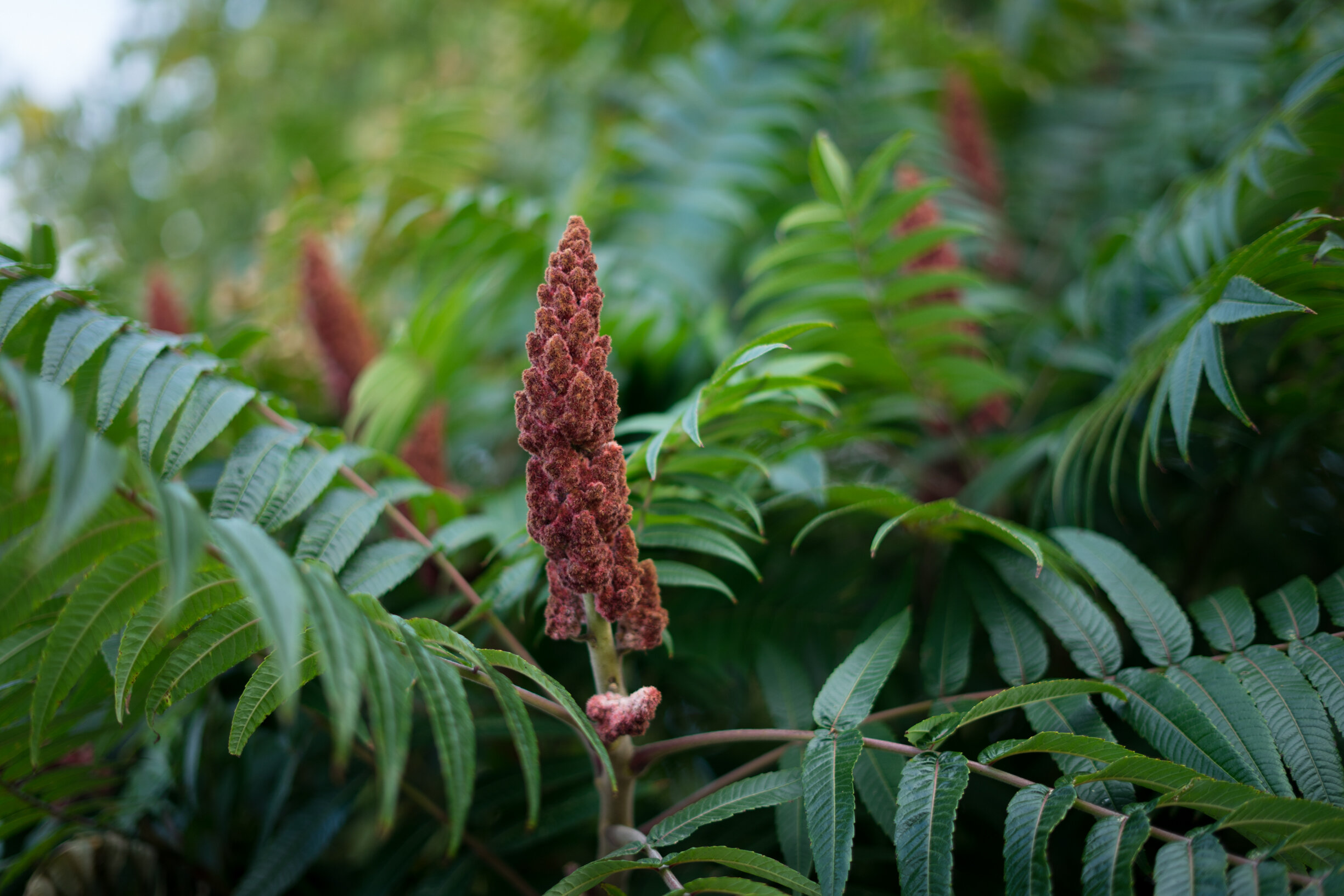 Foraging for SUMAC — Sage Journal