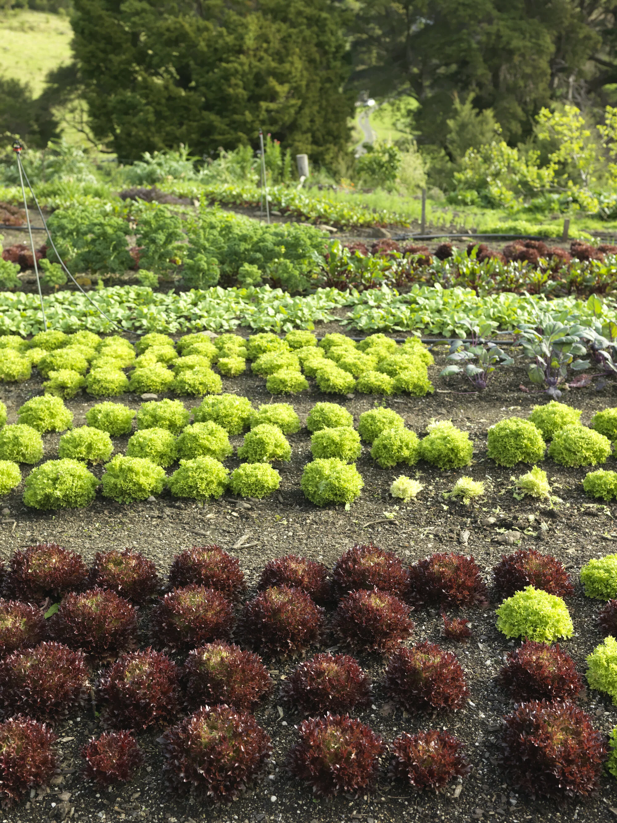 DESIGNING YOUR VEGETABLE GARDEN — The Best Place for a Garden — Sage