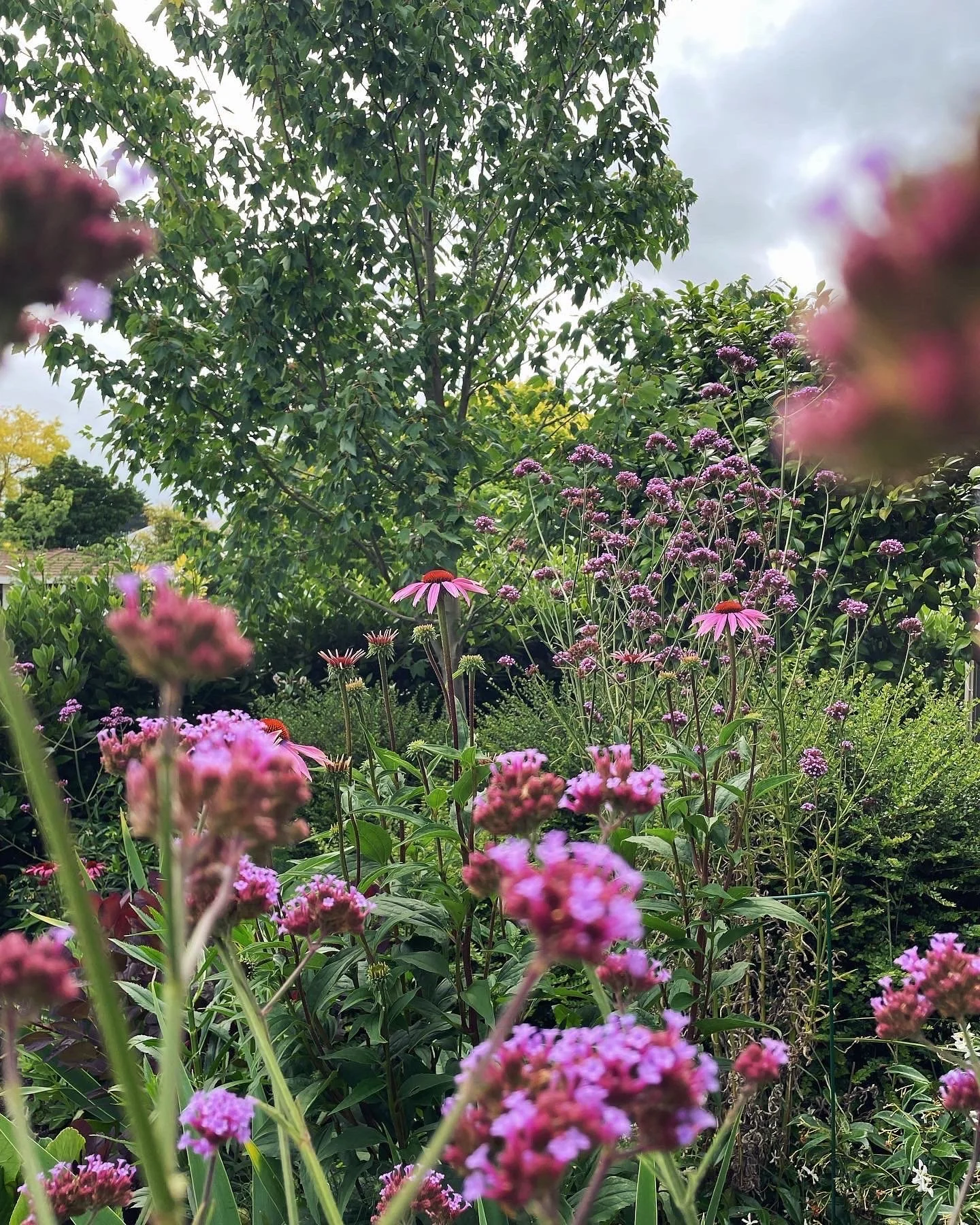 Image of Verbena plant that lasts all summer