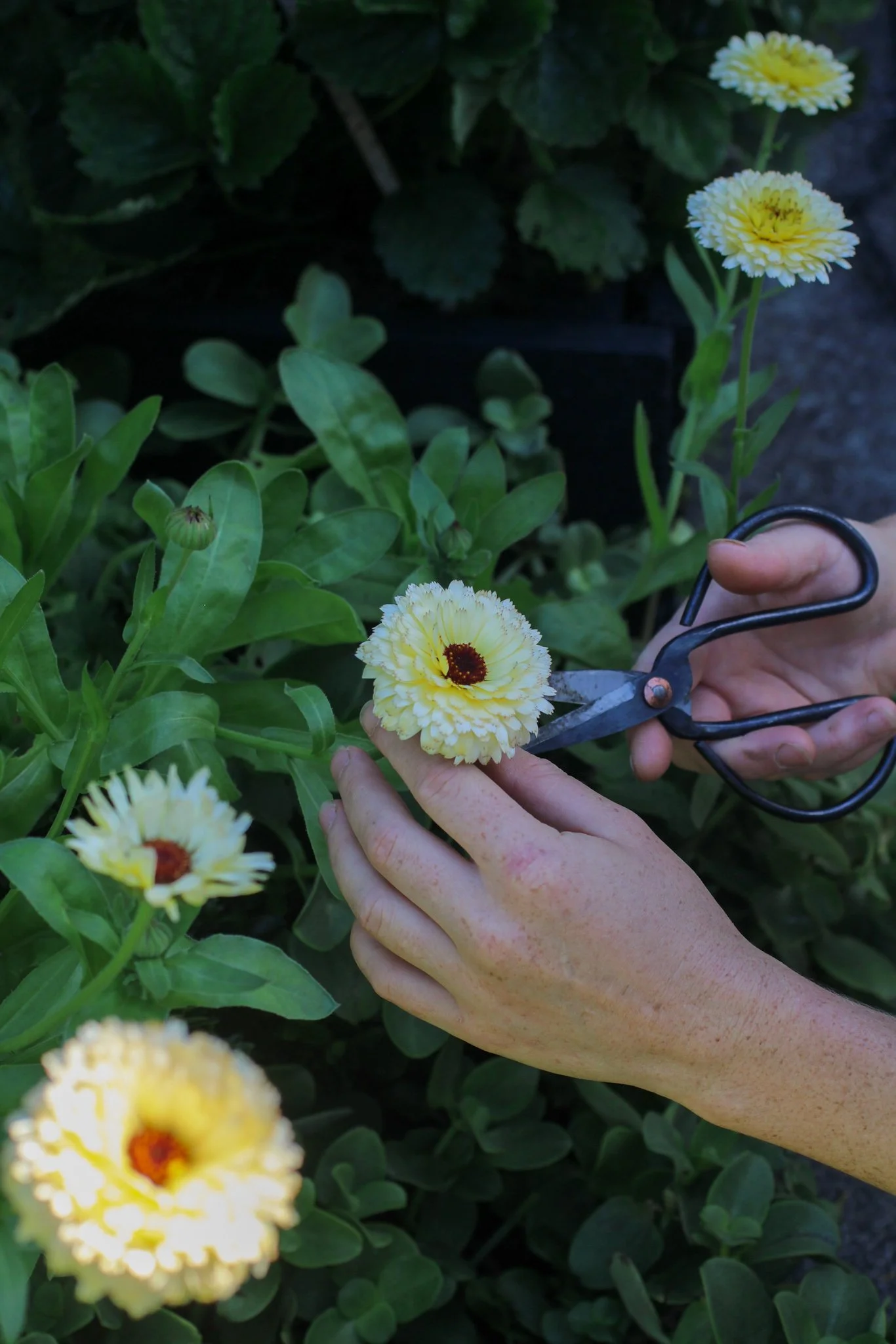 Autumn Seed Sowing Guide Vegetables & Flowers to Sow in Autumn — Sage