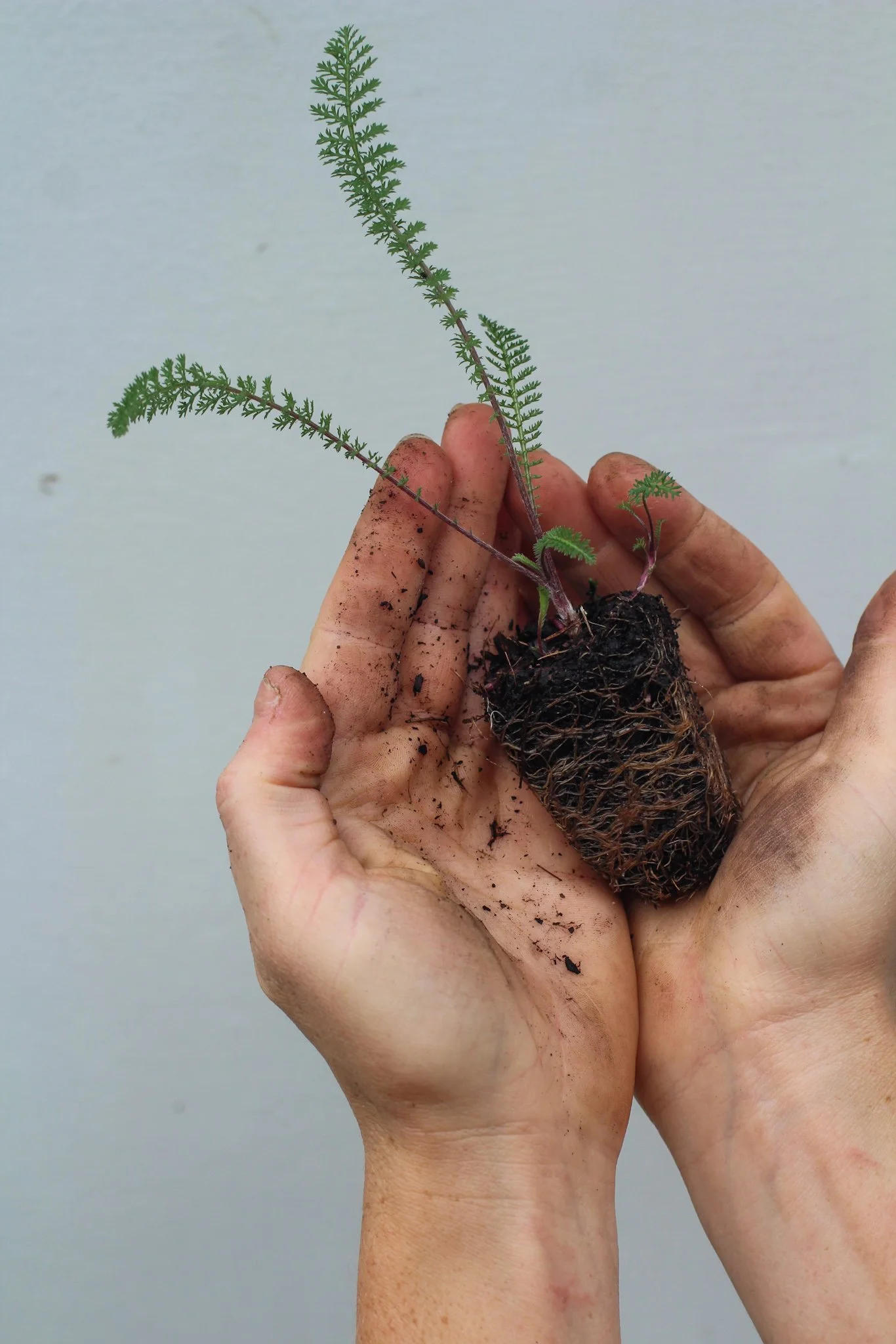Autumn Seed Sowing Guide Vegetables & Flowers to Sow in Autumn — Sage