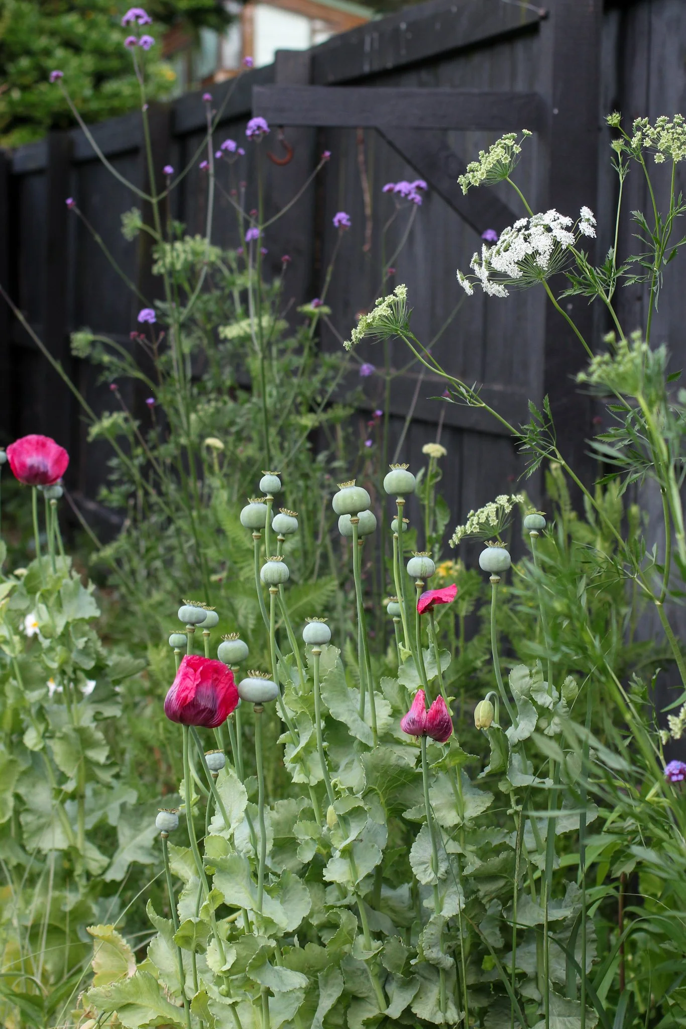 Autumn Seed Sowing Guide Vegetables & Flowers to Sow in Autumn — Sage