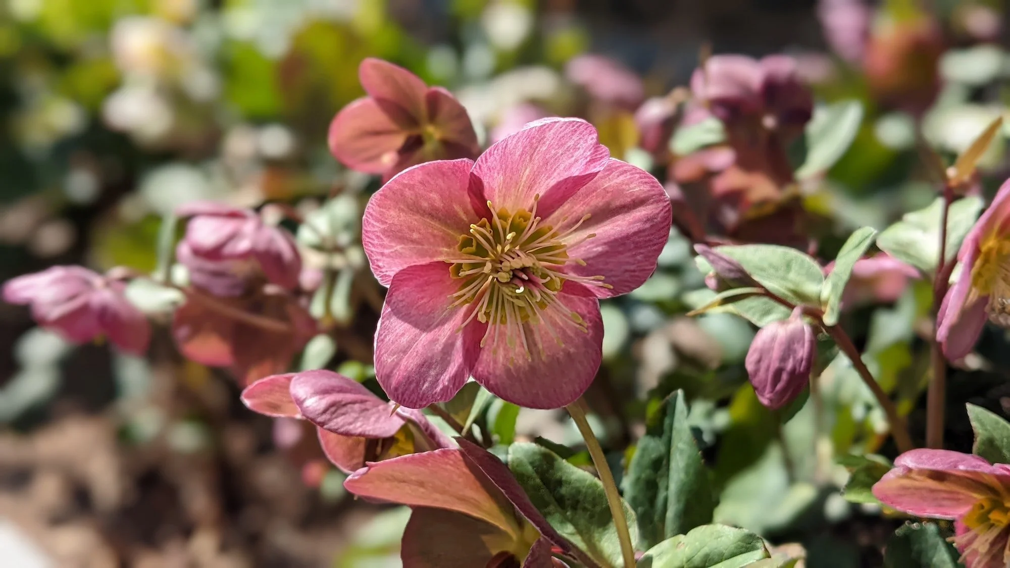 How to Grow & Care for Hellebores (Winter Roses) — Sage Journal