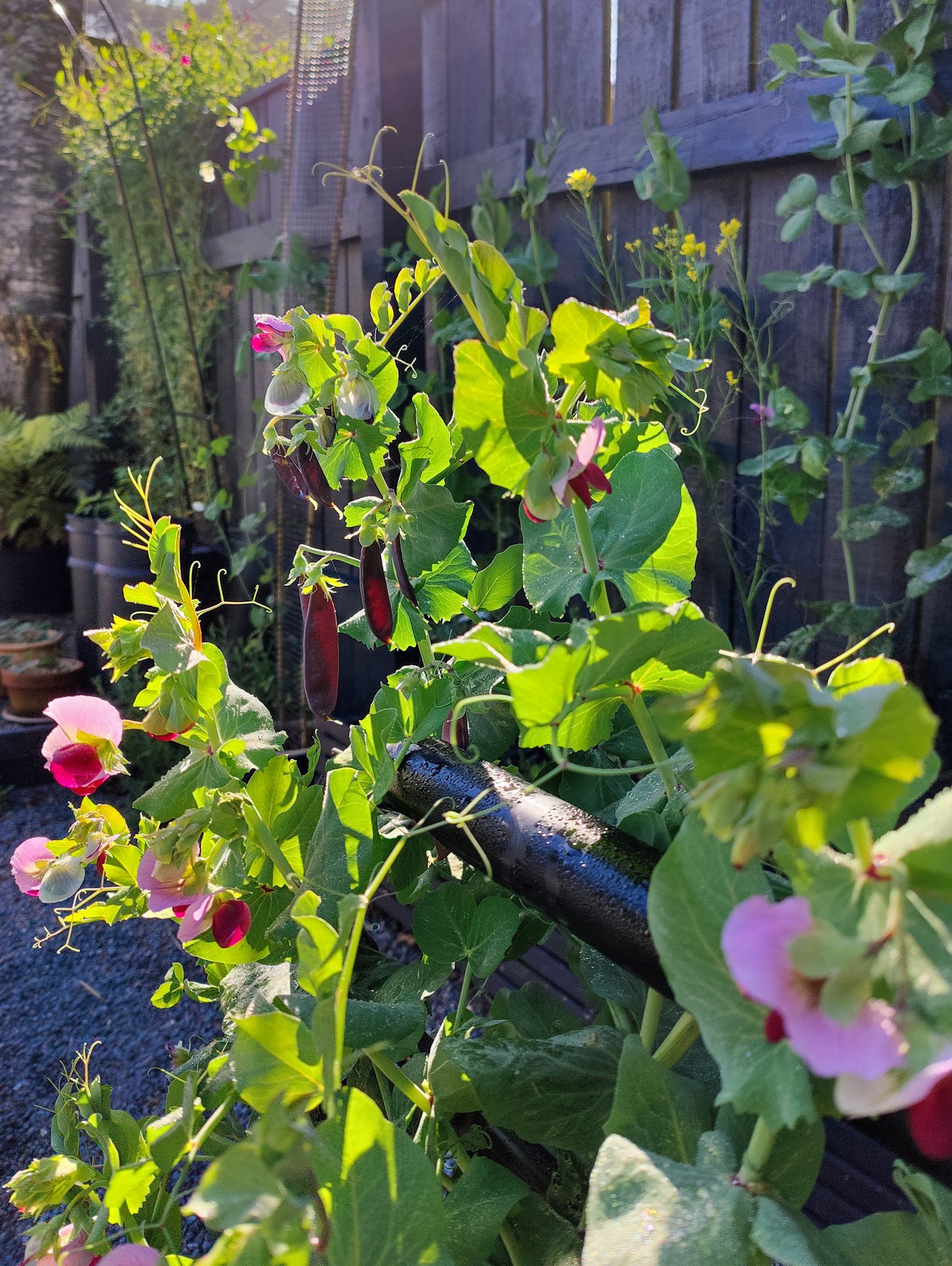 Autumn Seed Sowing Guide Vegetables & Flowers to Sow in Autumn — Sage