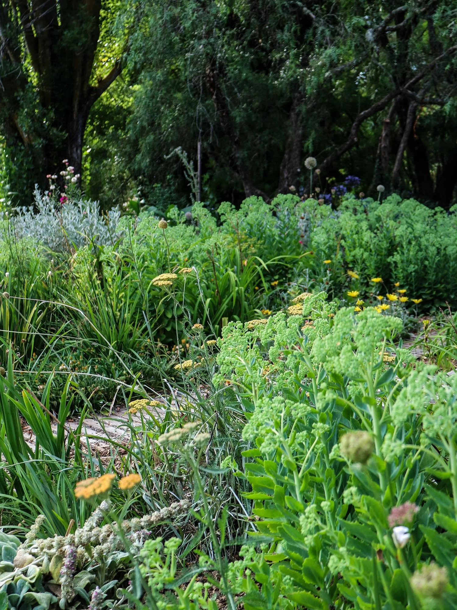 34 DroughtTolerant Plants for Dry Gardens — Sage Journal