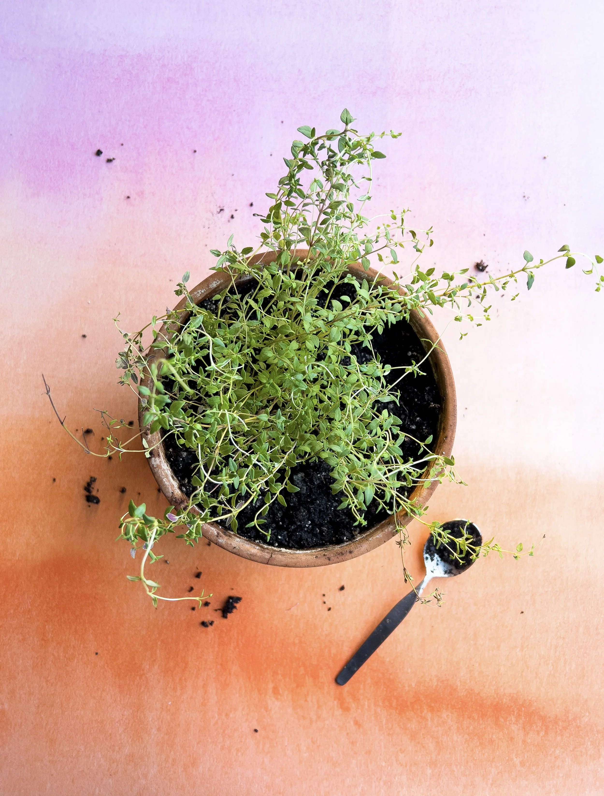 Planting Fresh Herbs for Your Cooking & Bath Rituals