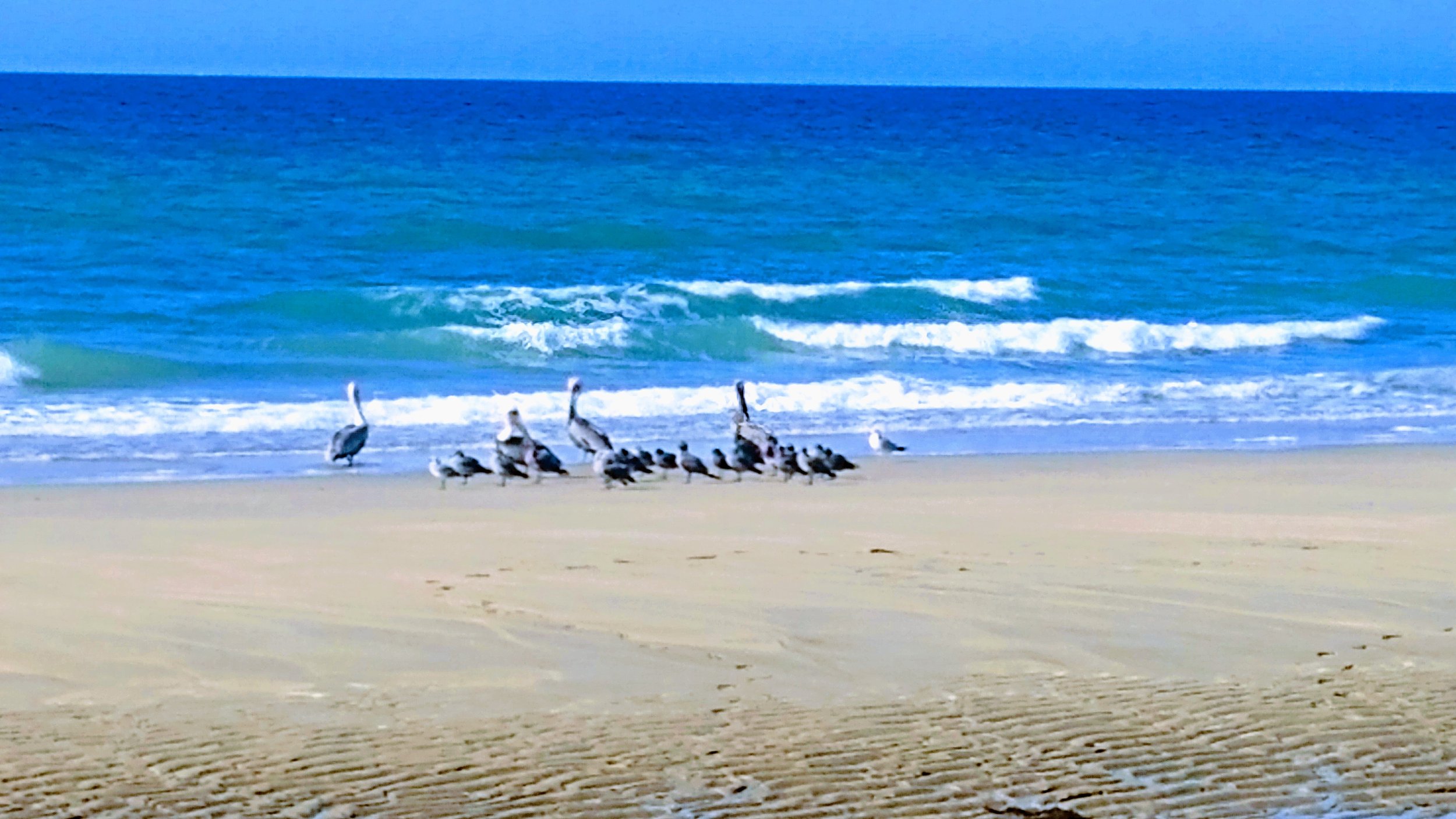 Sea Pelicans.jpg