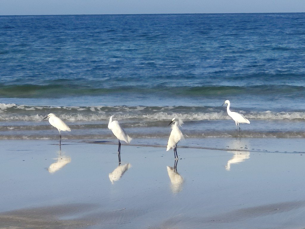 Puerto Peñasco (9).jpg