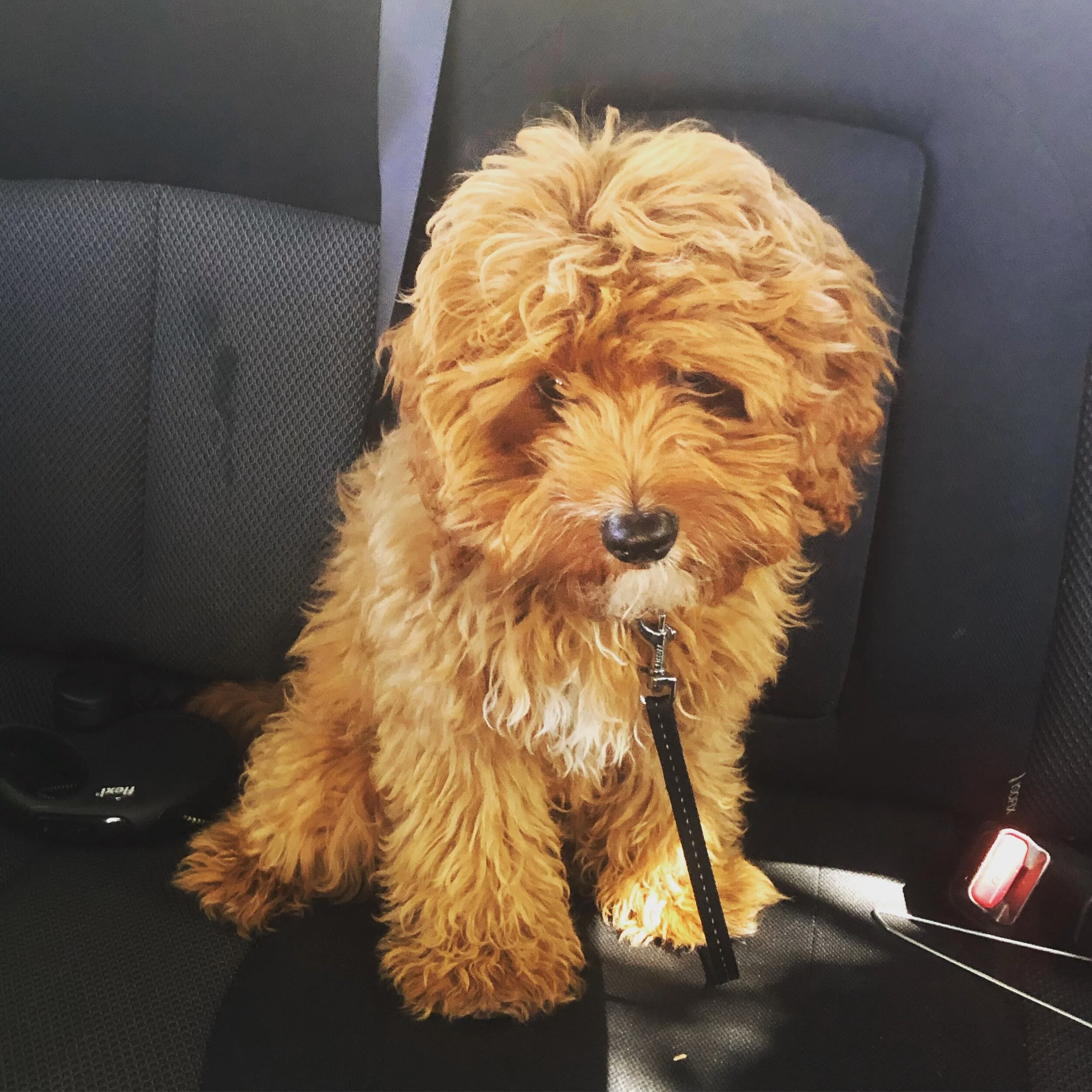 Pet Services — My Pet PA