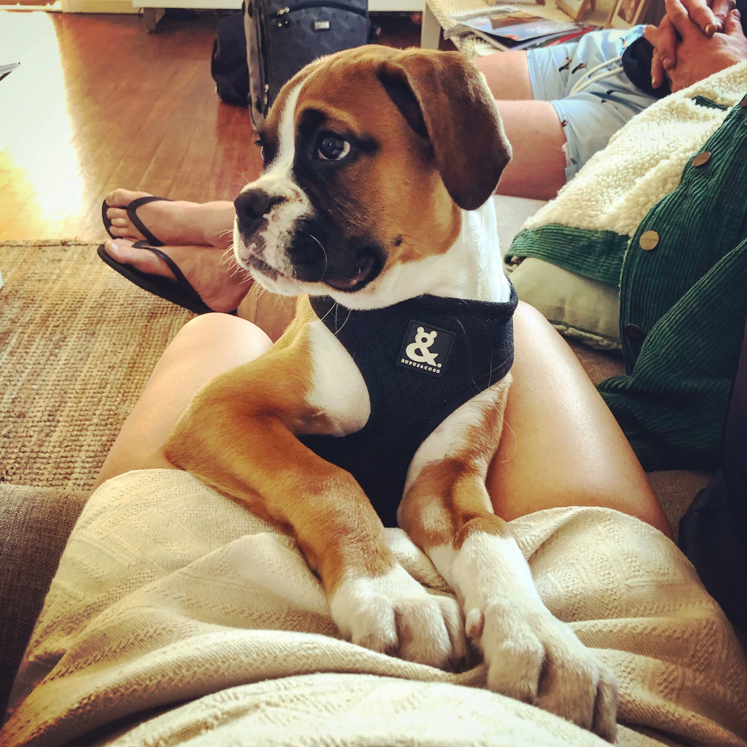 Pet Services — My Pet PA