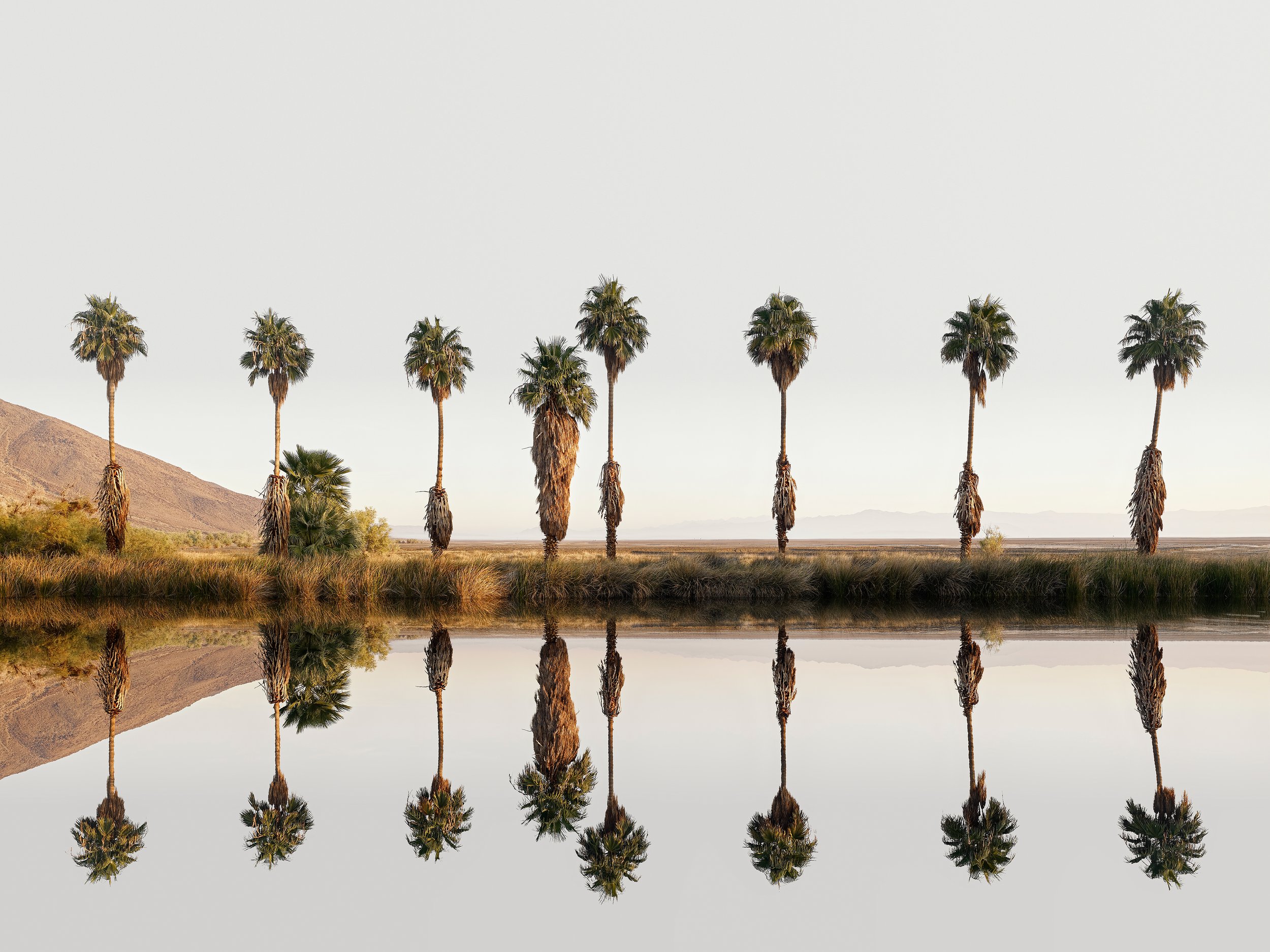 Palm Line And Reflection.jpg