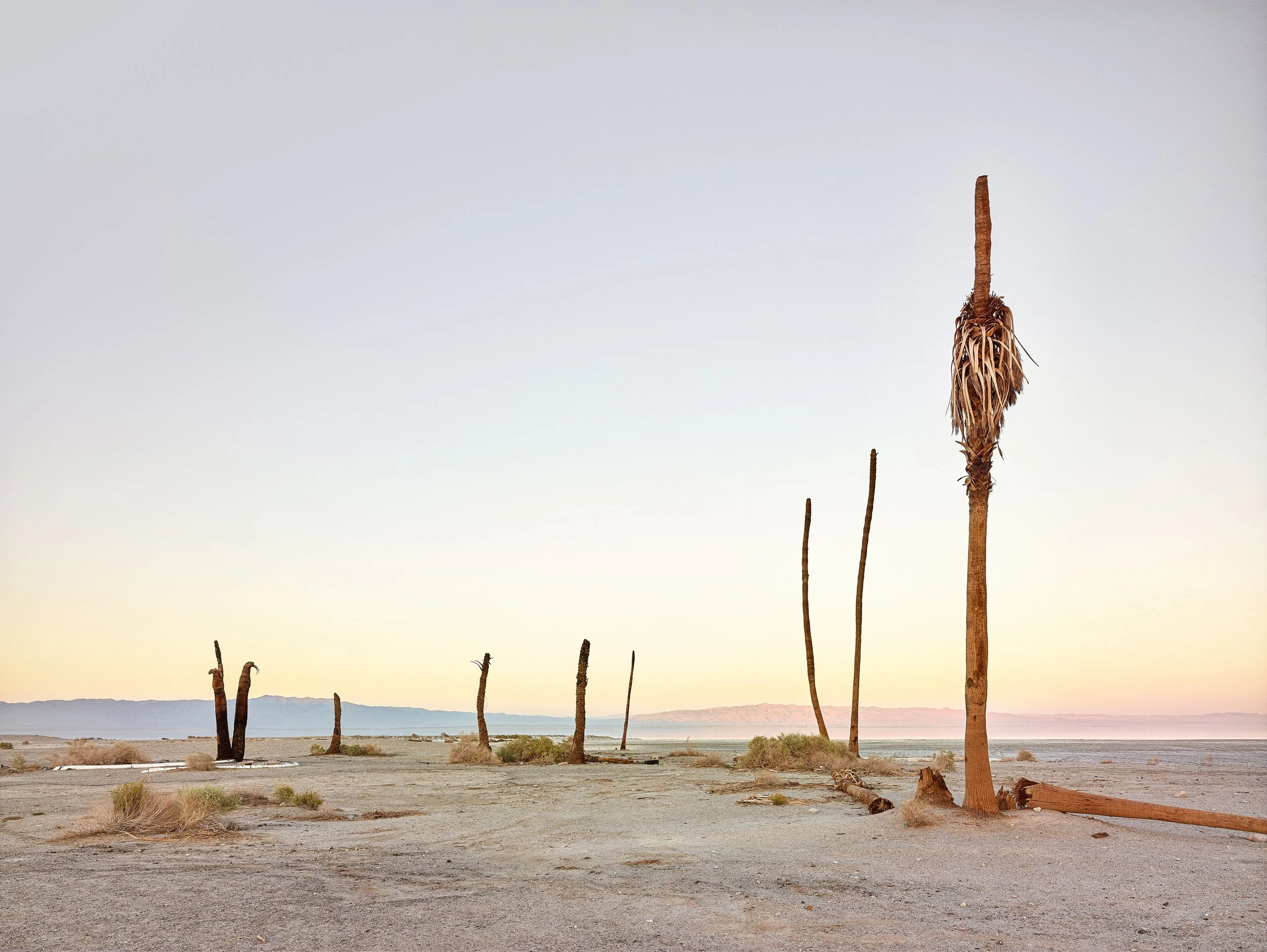 Dead Palms at 4.46pm.jpg