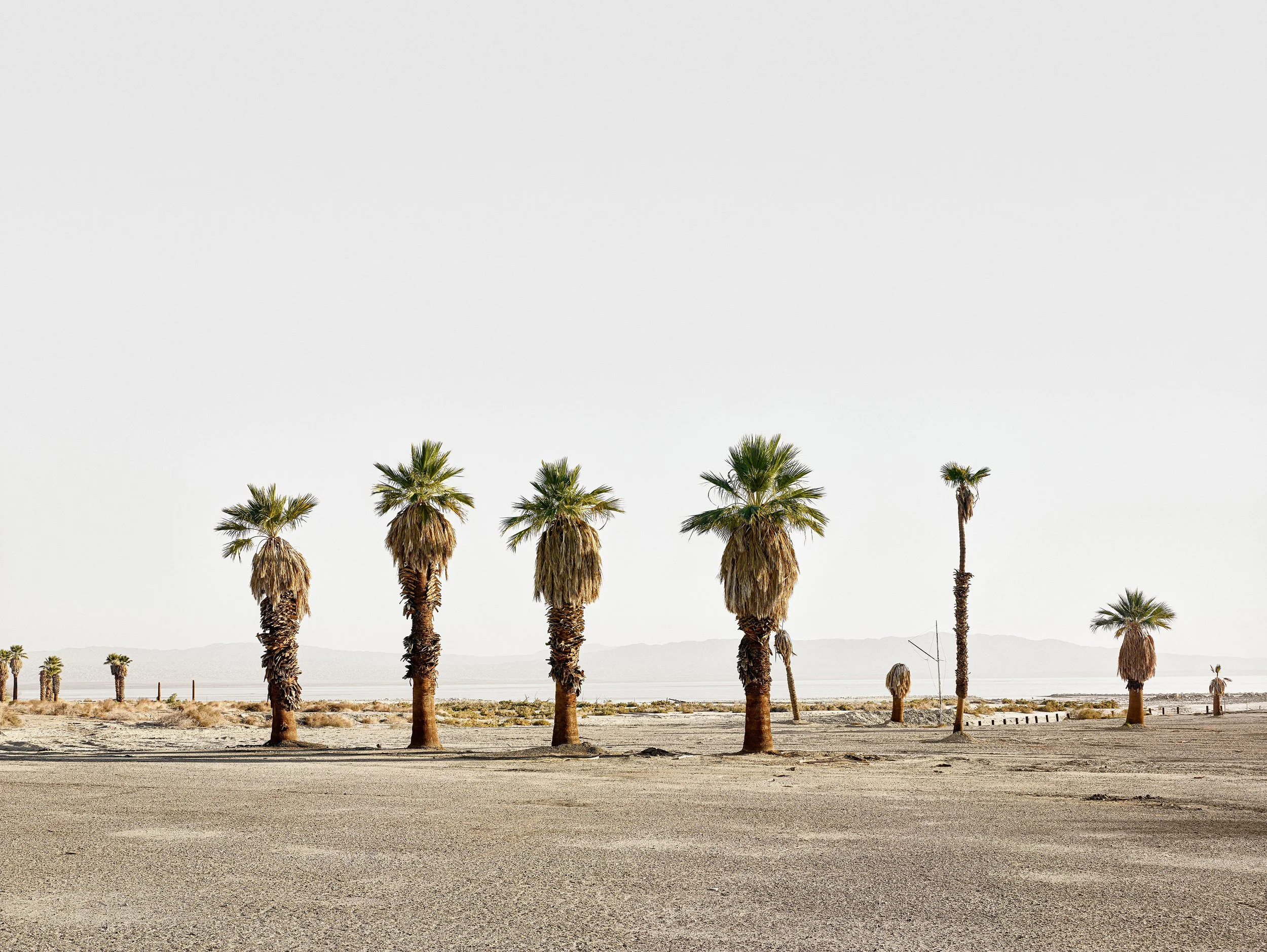 Four Palms And Sea copy.jpg