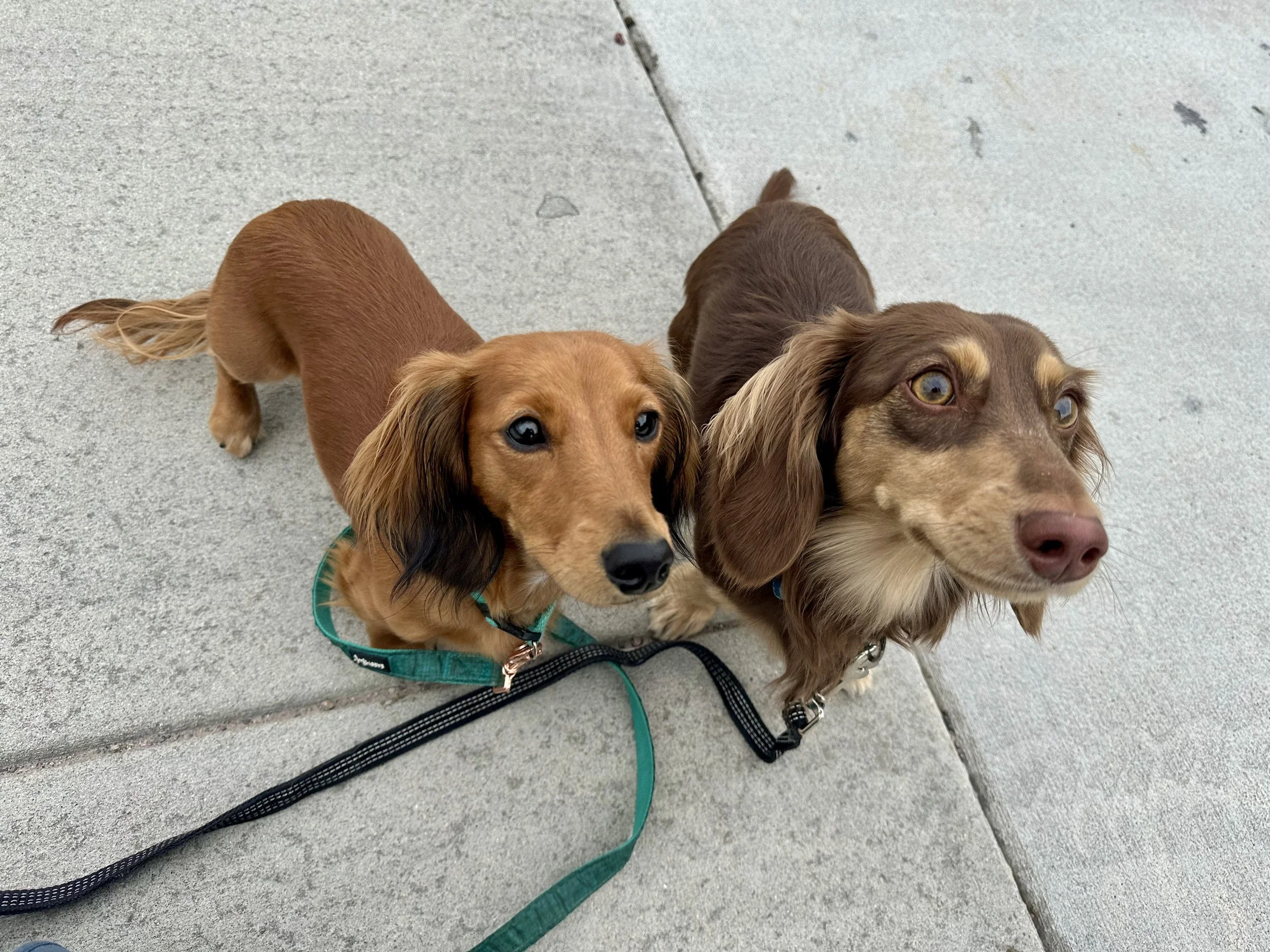 Two dachshunds out on a walk, one is red and the other is brown with tan markings. They both have leashes attached to their collars.