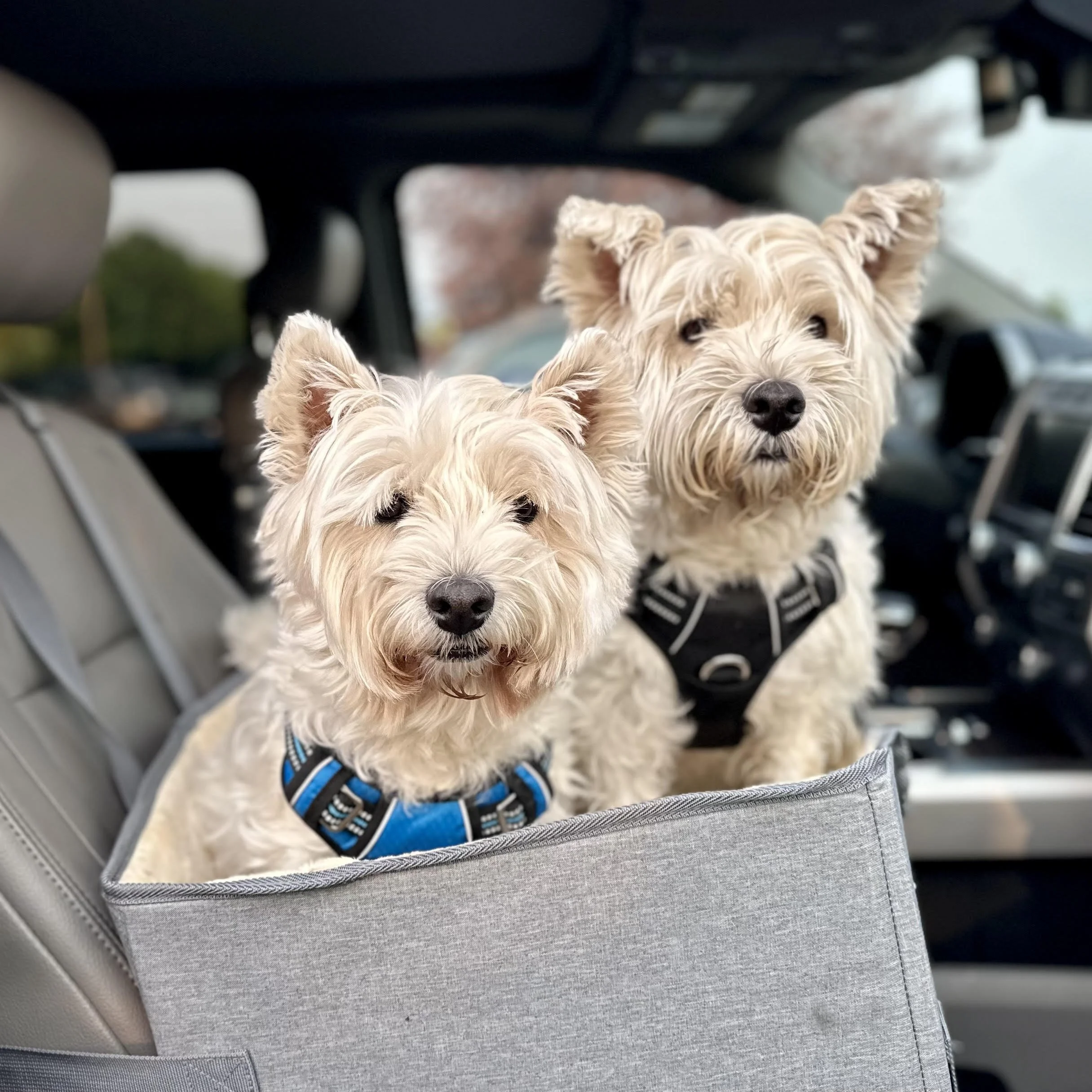 Two white terriers looking diretly at the camera while sitting in a car seat in a truck. 