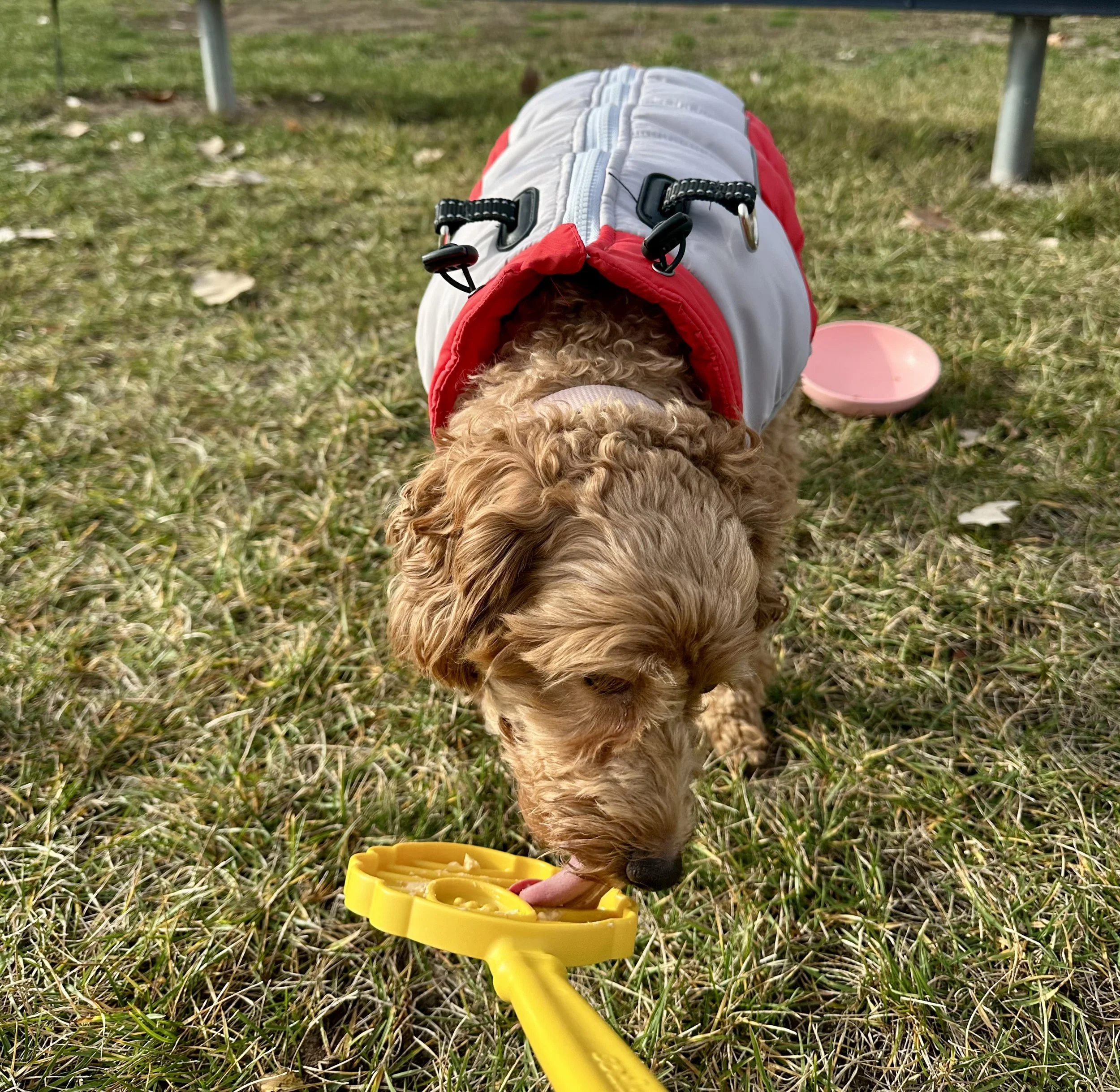 A apricot cockapoo dog wearing a gray and red jacked licks food from a yellow lick stick that's held out to her.