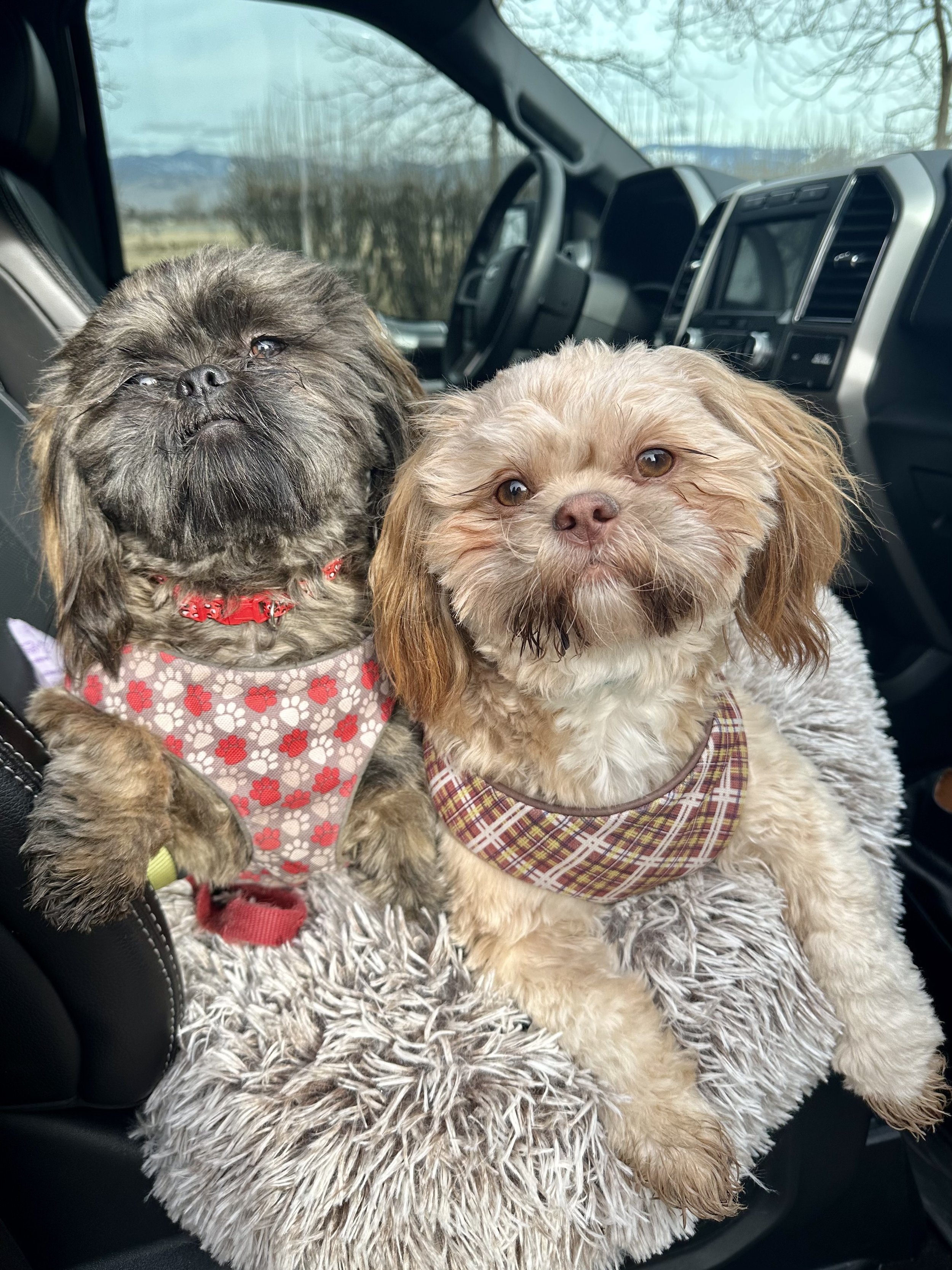 Two shih tzus, one wearing a red/tan paw print harness and one wearing a red/tan plaid harness, lying down together in a snuggy bed while in the passenger seat of a a truck.