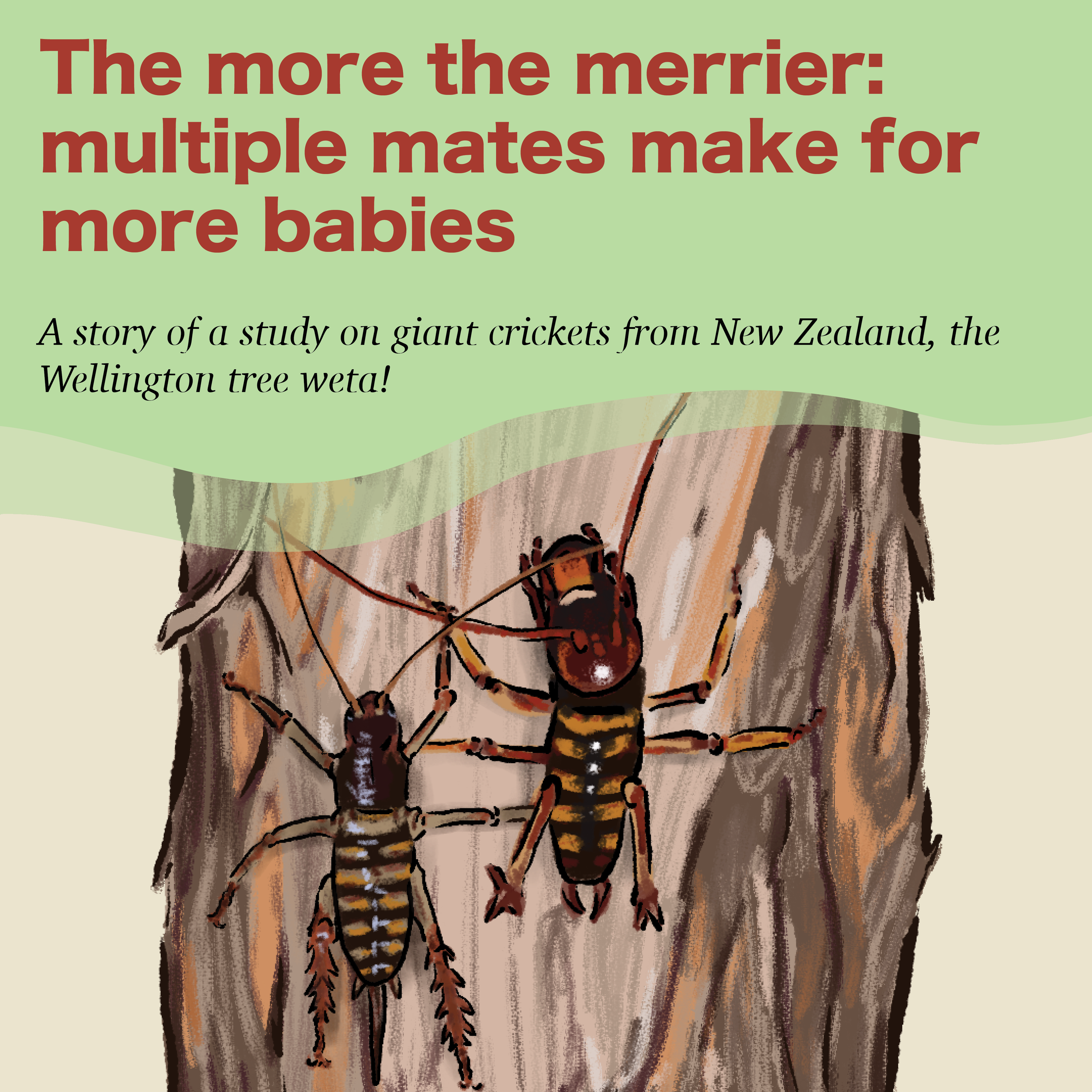 New infographic! Mating behaviour of a giant insect from New Zealand.