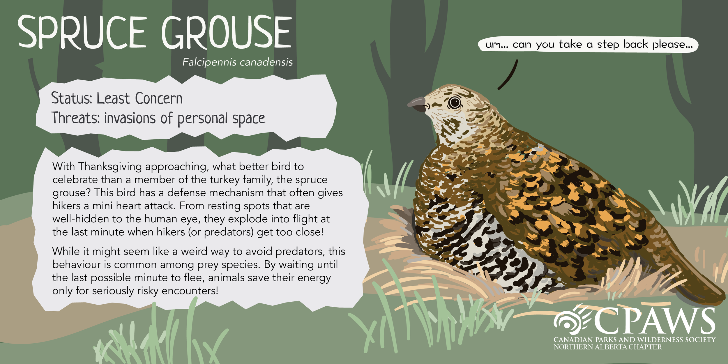 CPAWSNAB_SpeciesSunday_SpruceGrouse_TwitterCard.png