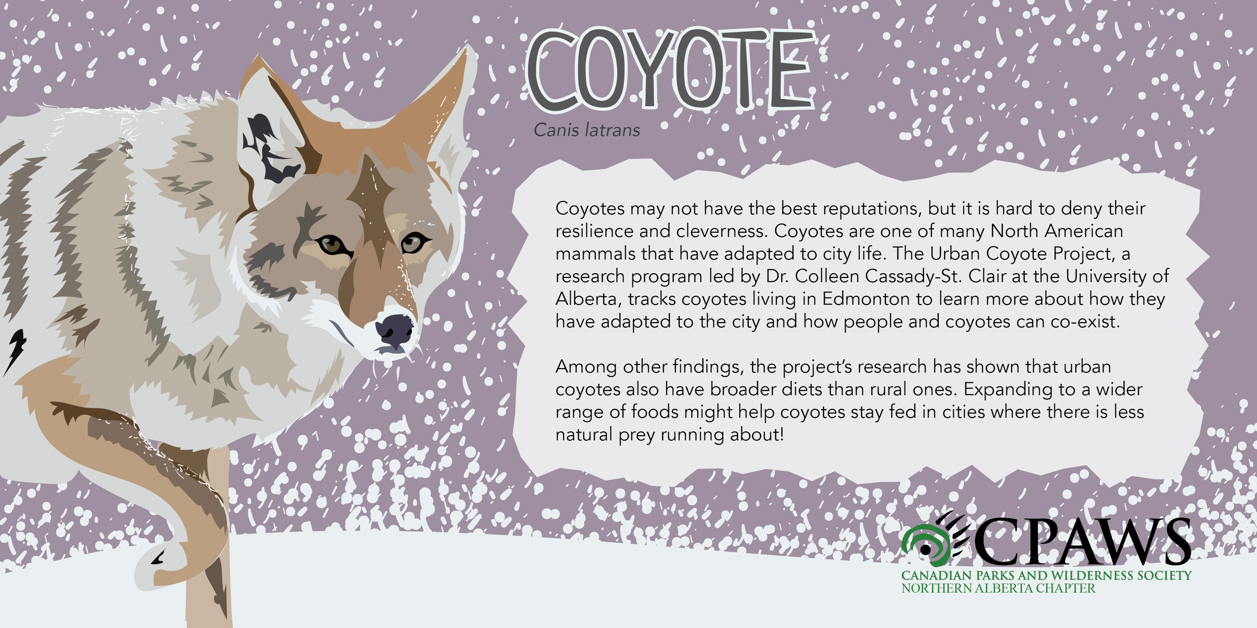 CPAWSNAB_SpeciesSunday_Coyote_TwitterCard.png