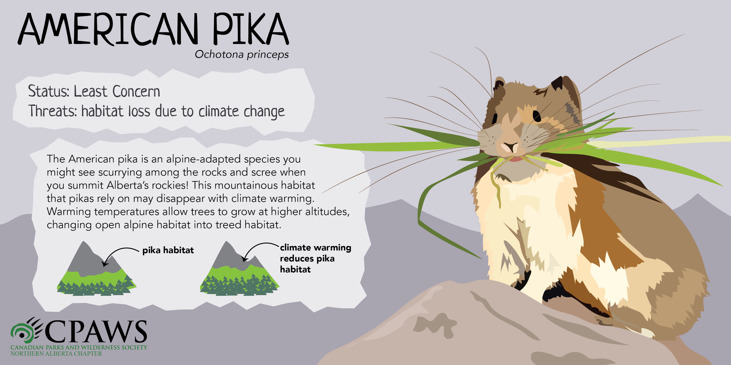CPAWSNAB_SpeciesSunday_Pika_TwitterCard.png