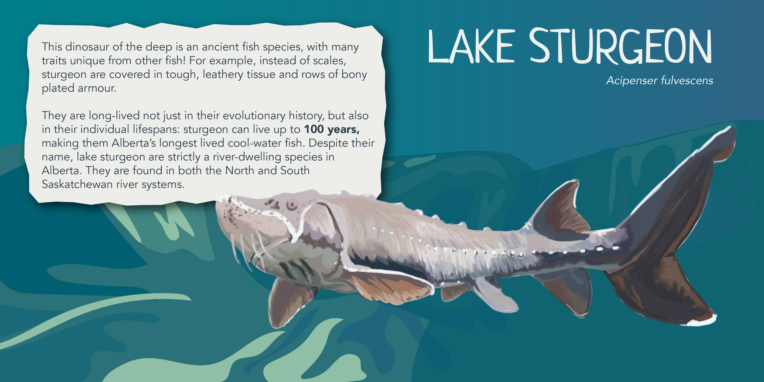 CPAWSNAB_SpeciesSunday_LakeSturgeon_Twitter.png