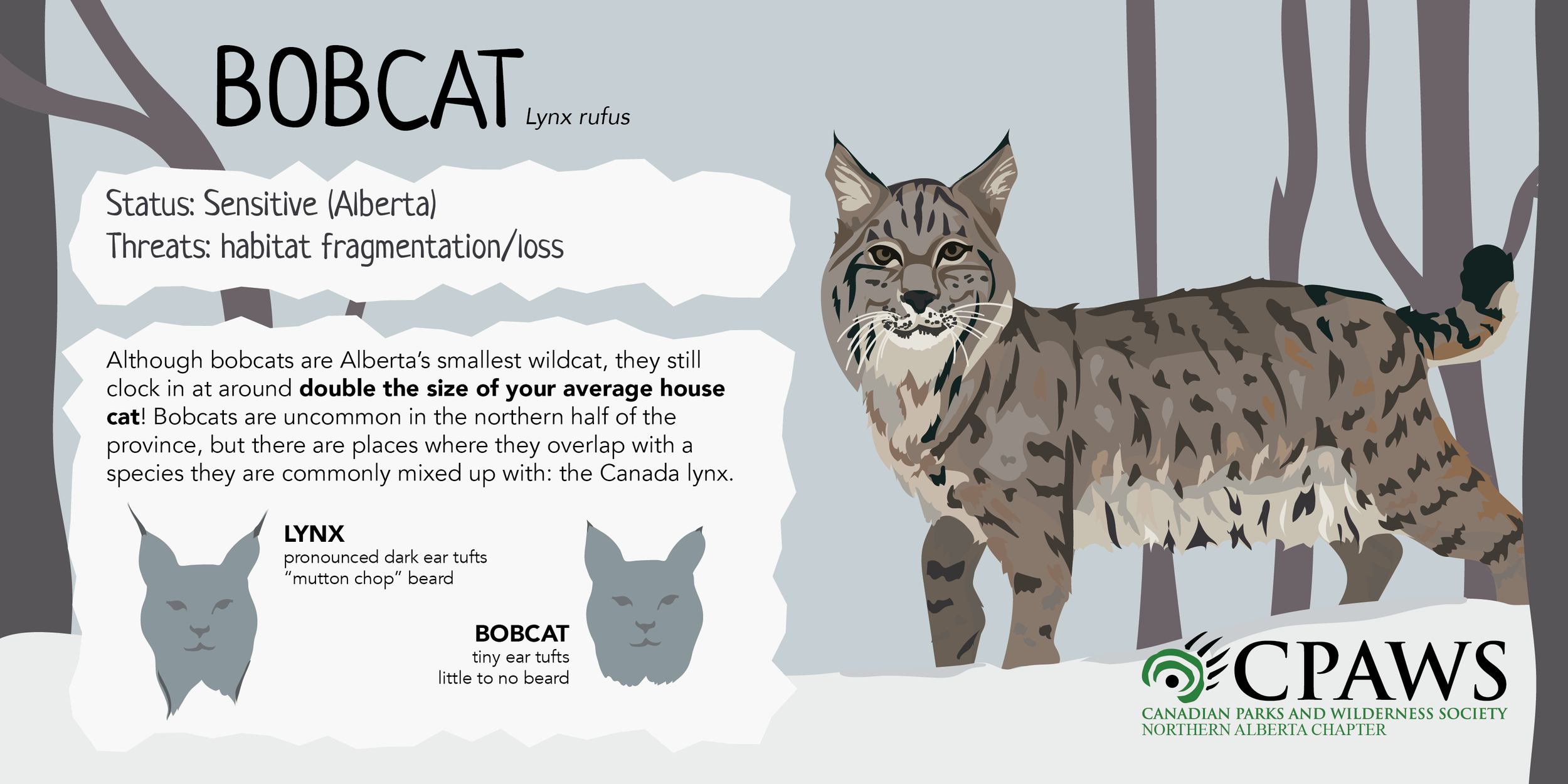 CPAWSNAB_SpeciesSunday_Bobcat_TwitterCard.png