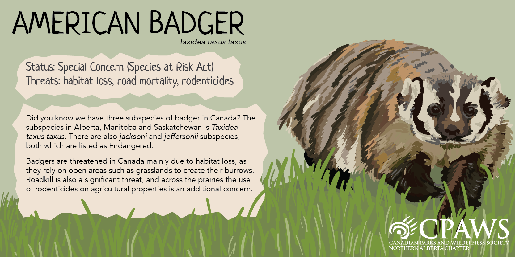 CPAWSNAB_SpeciesSunday_AmericanBadger_TwitterCard.png