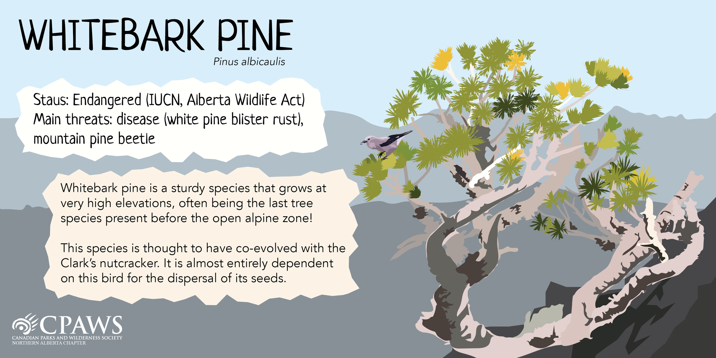 CPAWSNAB_SpeciesSunday_WhitebarkPine_TwitterCard.png