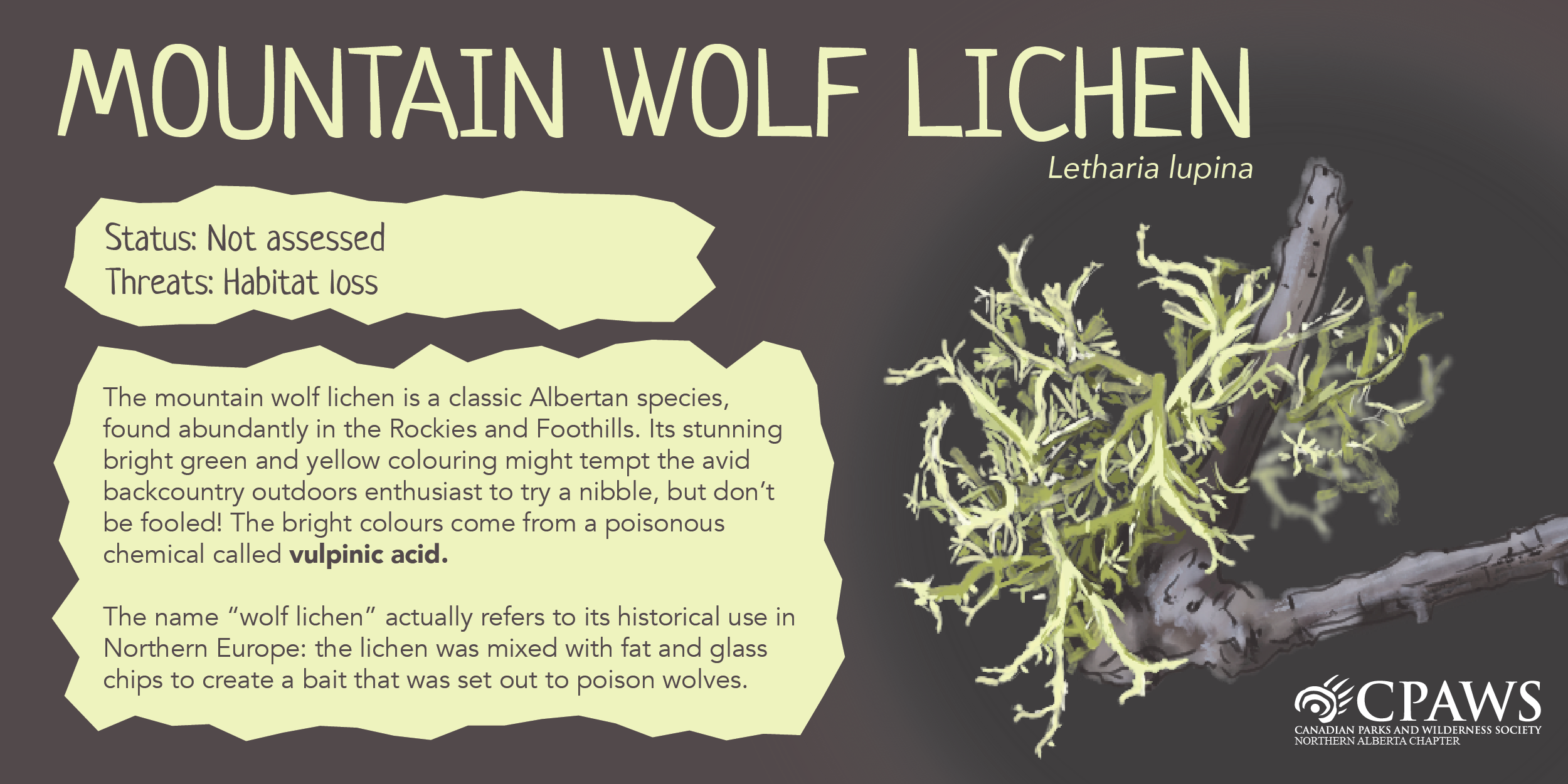 CPAWSNAB_SpeciesSunday_MountainWolfLichen_V02_Twitter.png