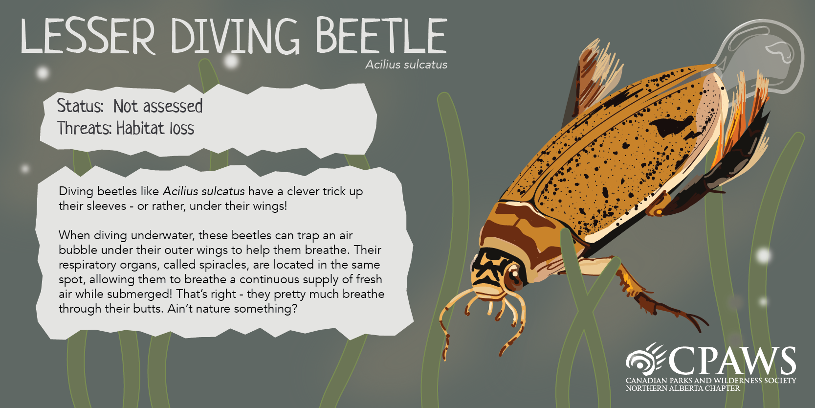 CPAWSNAB_SpeciesSunday_DivingBeetle_TwitterCard.png