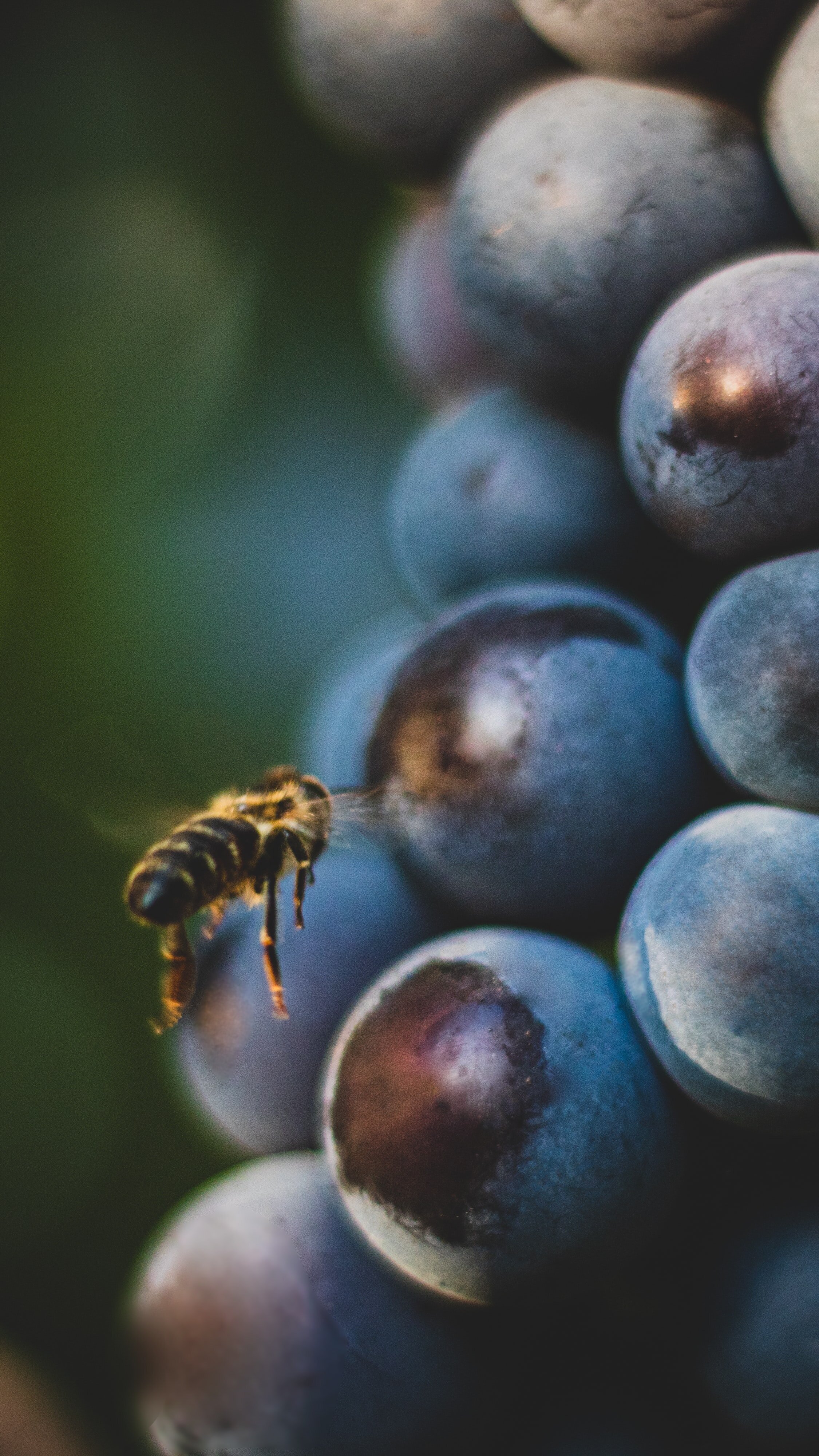 Let’s talk about grapes, Baby