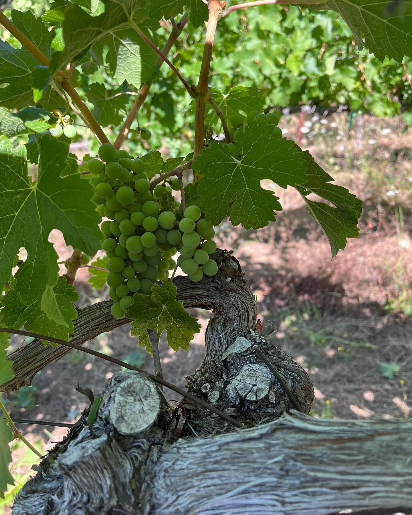 We are so very grateful for this amazing fruit and the incredible farmers that tend it&hellip; our wine maker Jared is busy busy, managing all the upcoming fruit and preparing for the perfect pick time.