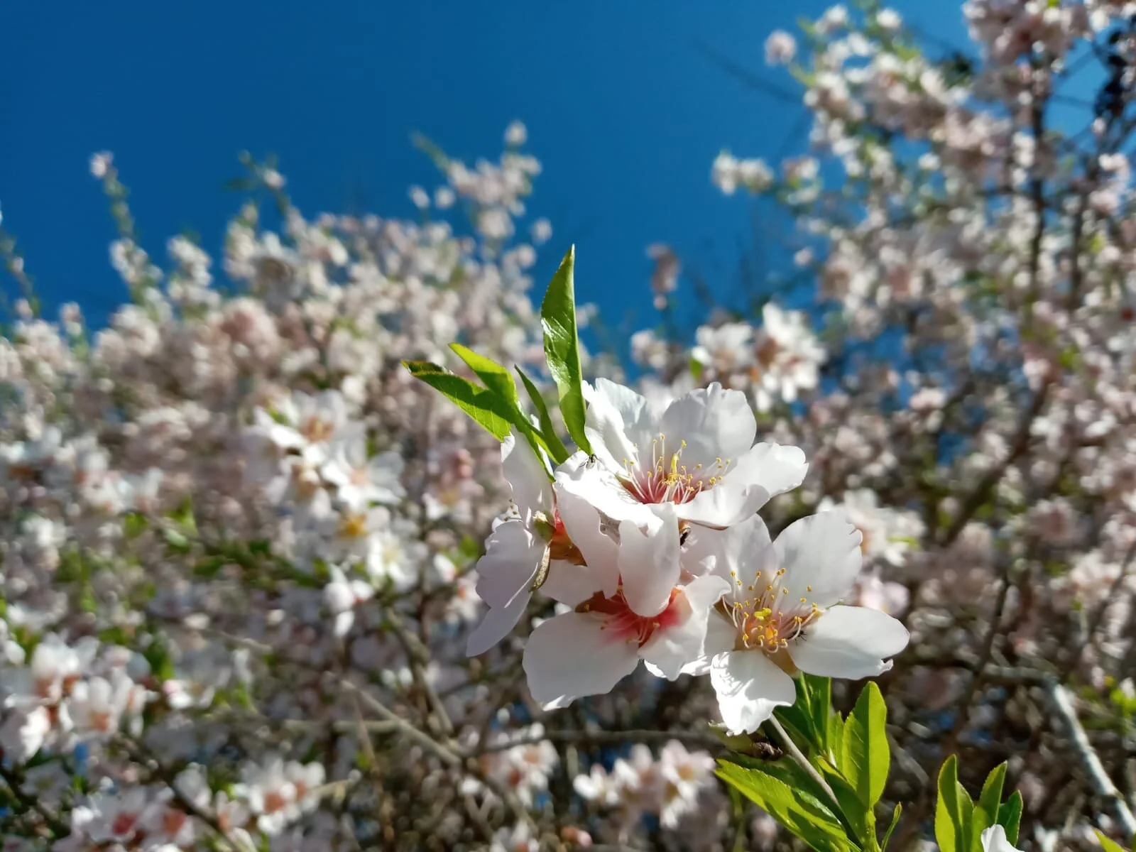 Kabbalat Shabbat &amp; Potluck Dinner