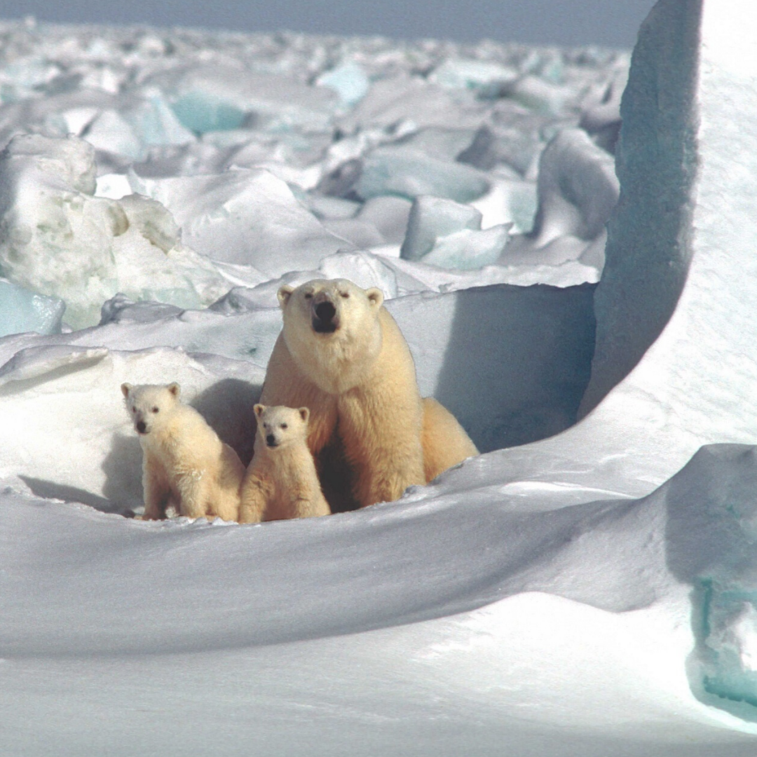 If the Arctic is on fire, what does it mean for the rest of the world?