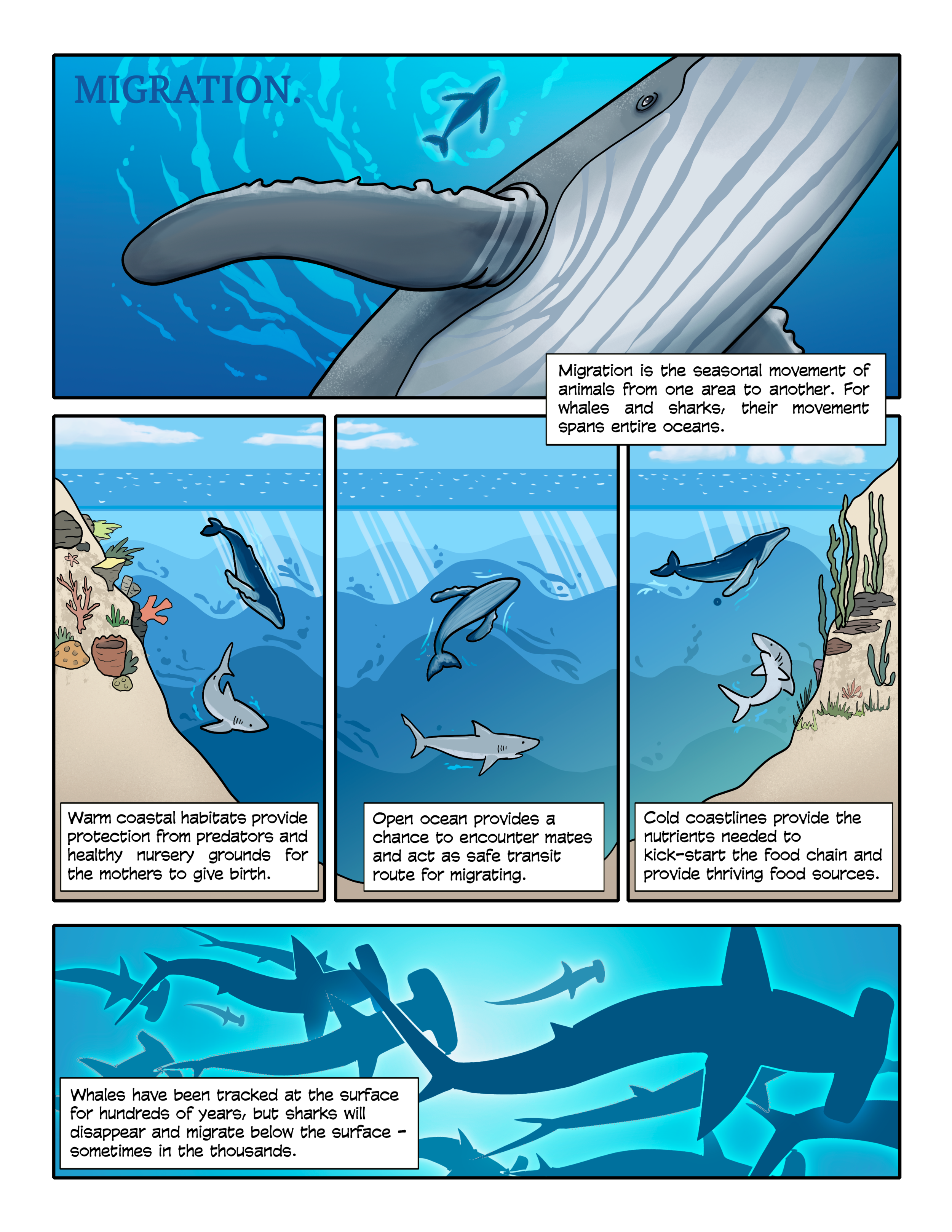 Shark Vulnerabilities — Science In Pictures Magazine