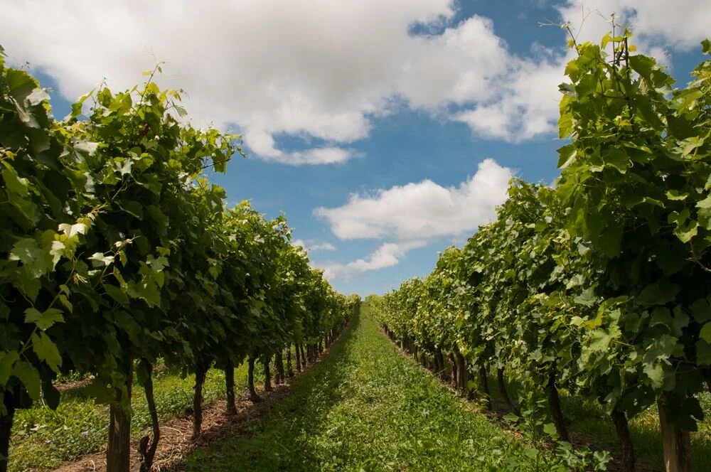 growing-grapes.jpg