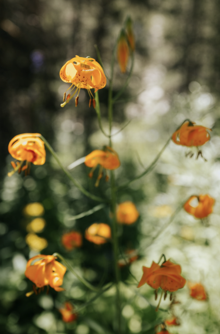 Big Pine Lakes flowers