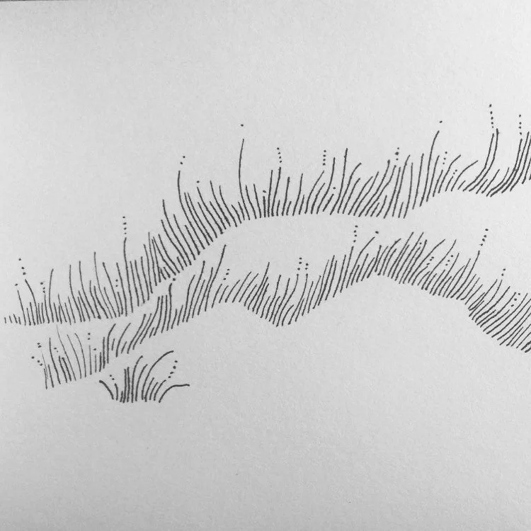 &bull;
&bull;
&bull;
&bull;
We each stand as a blade of grass, a meadow made resilient by the droughts, fires and floods that have come and gone. Winds lay us flat, bend us over. We&rsquo;ve grown from seeds blown in from other lands, expanded from r