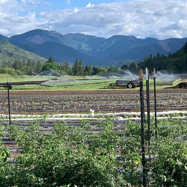 I love these cloudy/sunny oregon days! Such depth in the mountains. This view will never get old! #roguevalleyfarming