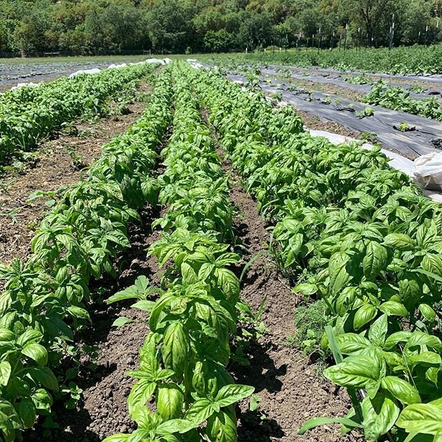 Outside basil is popping with this heat! You can find our basil @rvgrowersmarket  @ashlandfoodcoop @medfordfoodcoop shop kart in Ashland and food for less in Medford! Also @ashlandspringshotel  is using it too!