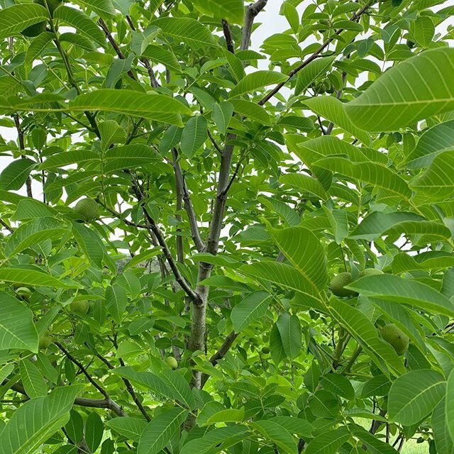 Seeing walnuts on our trees this year after being in ground for 6 years.