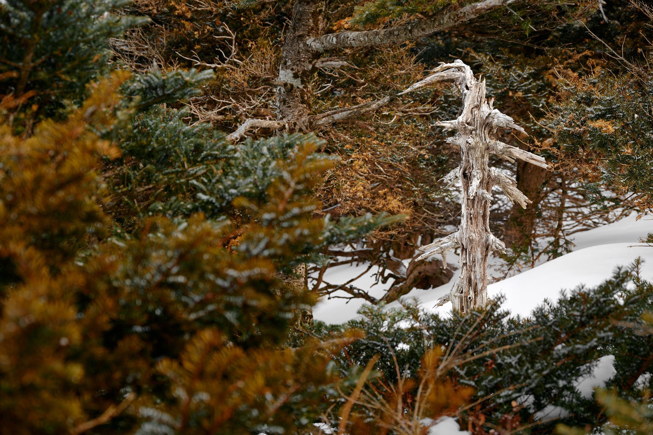A dead pine tree in the snow on Hallasan