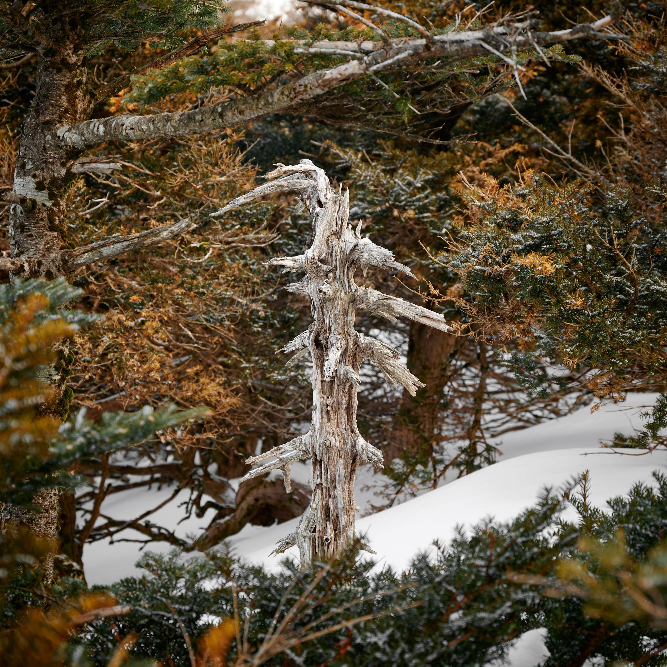 A dead pine tree in the snow in Hallasan