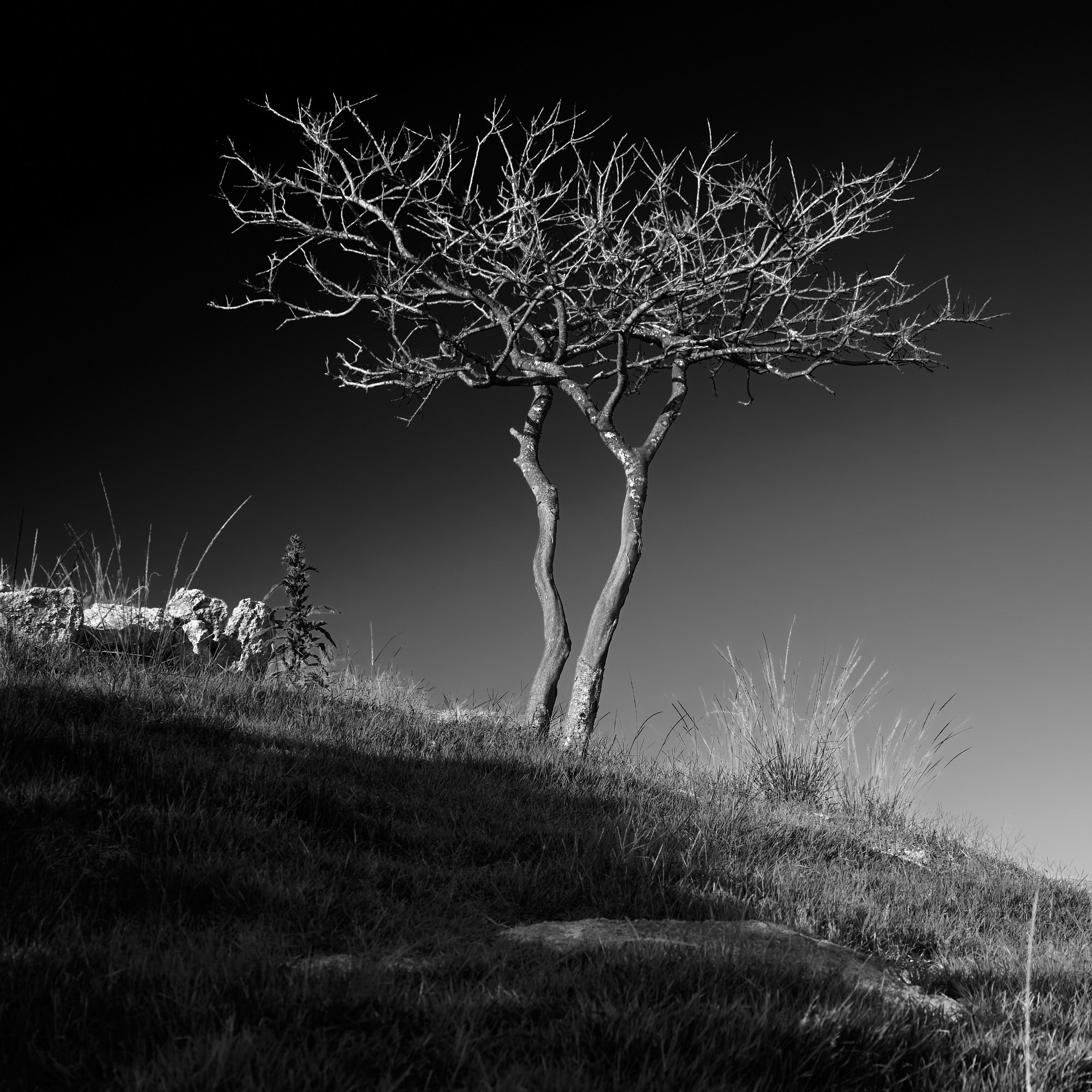  Korea, 굴업도 Gureopdo, black &amp; white, dead trees on hill in front of clear sky at sunset. 