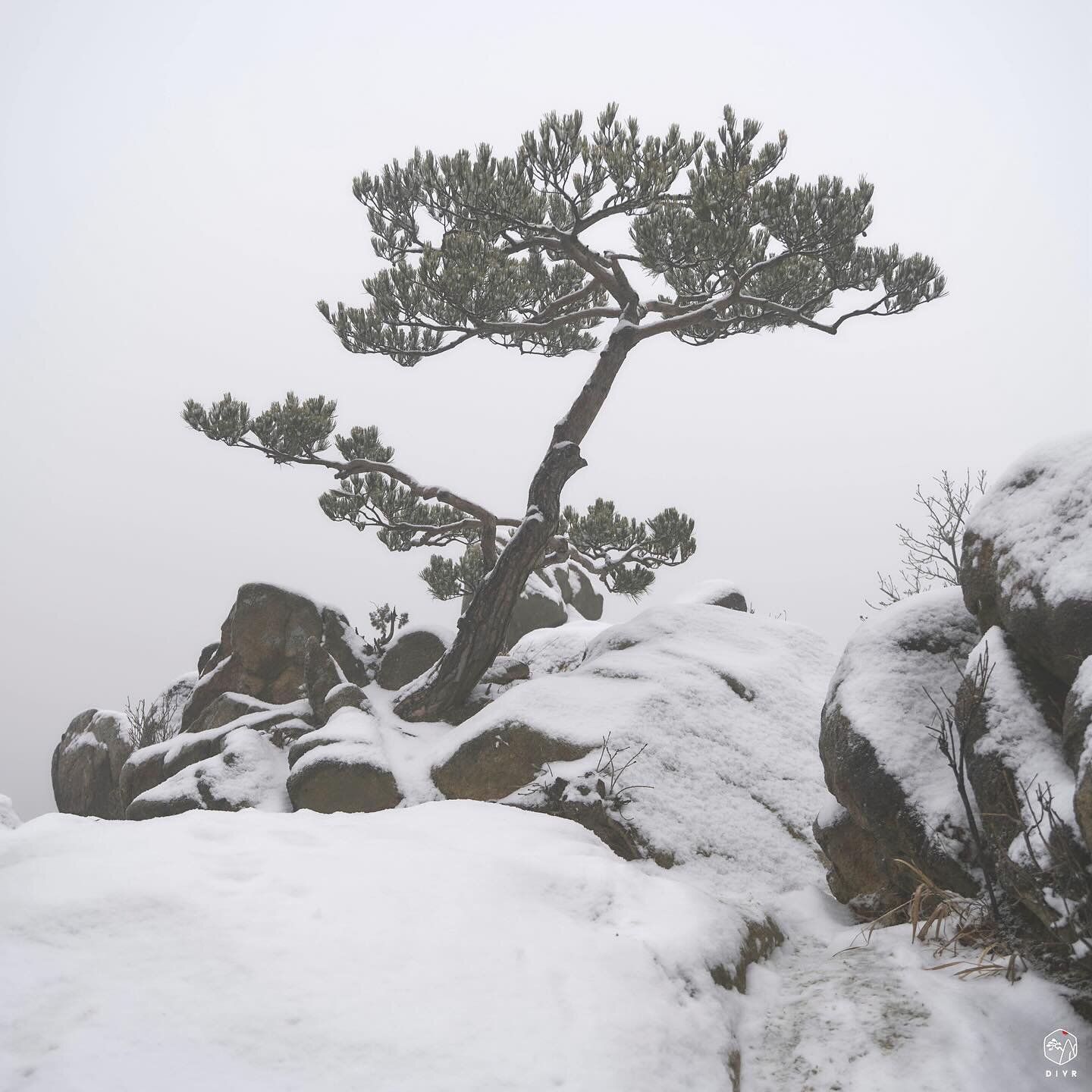 Ce pin se penche dans la direction du vent mais ne romp pas ✊ Pour voir la 🎞️ enti&egrave;re le lien est en bio. 

This pine leans under the power of the wind but will not break ✊Full 🎞️ link in bio 

바람 방향으로 누워있지만, 절대 부러지지 않을 소나무 한 그루✊유튜브 🎞️ 프로필링