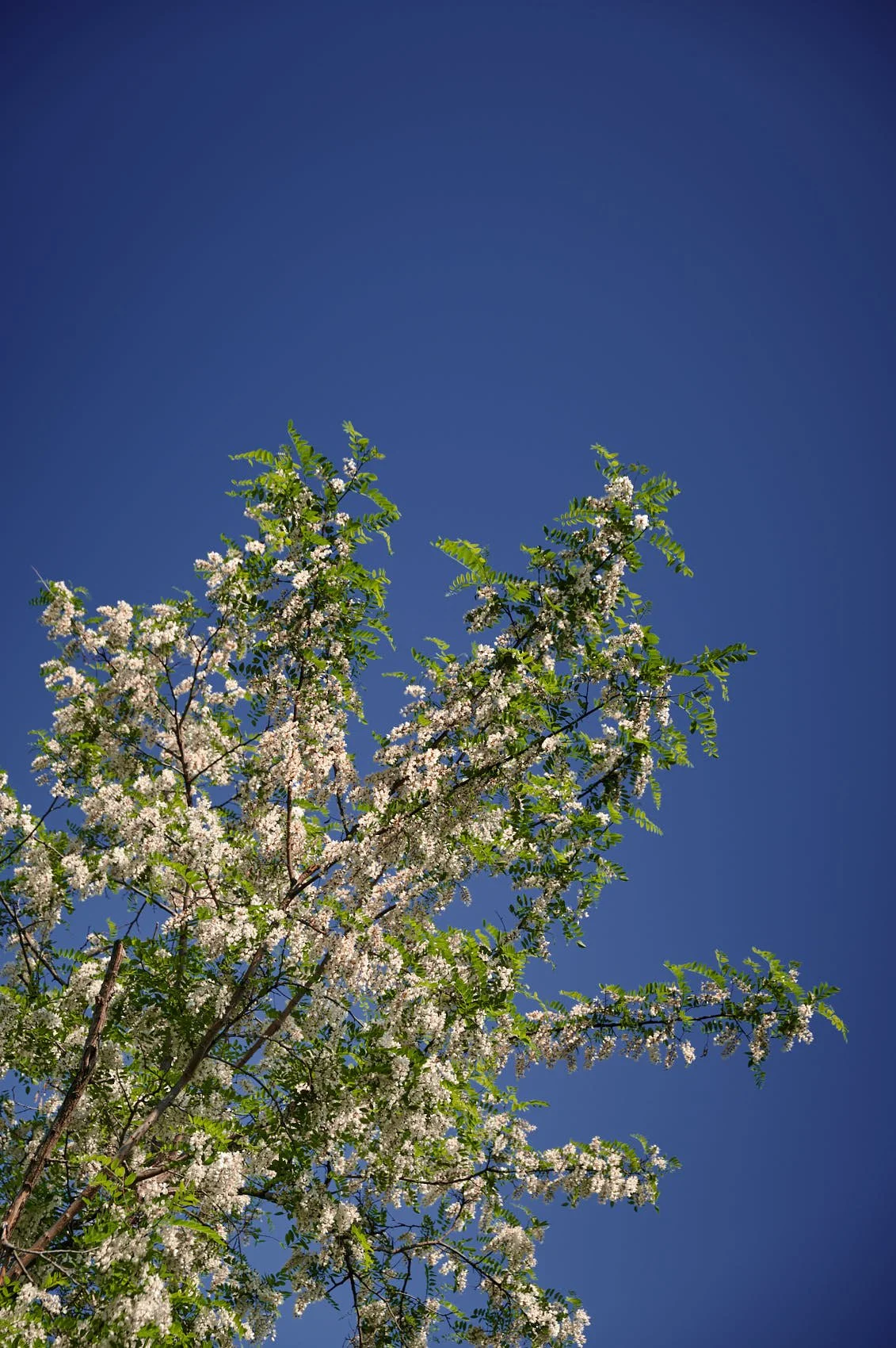 Korean acacias  in front of blue sky