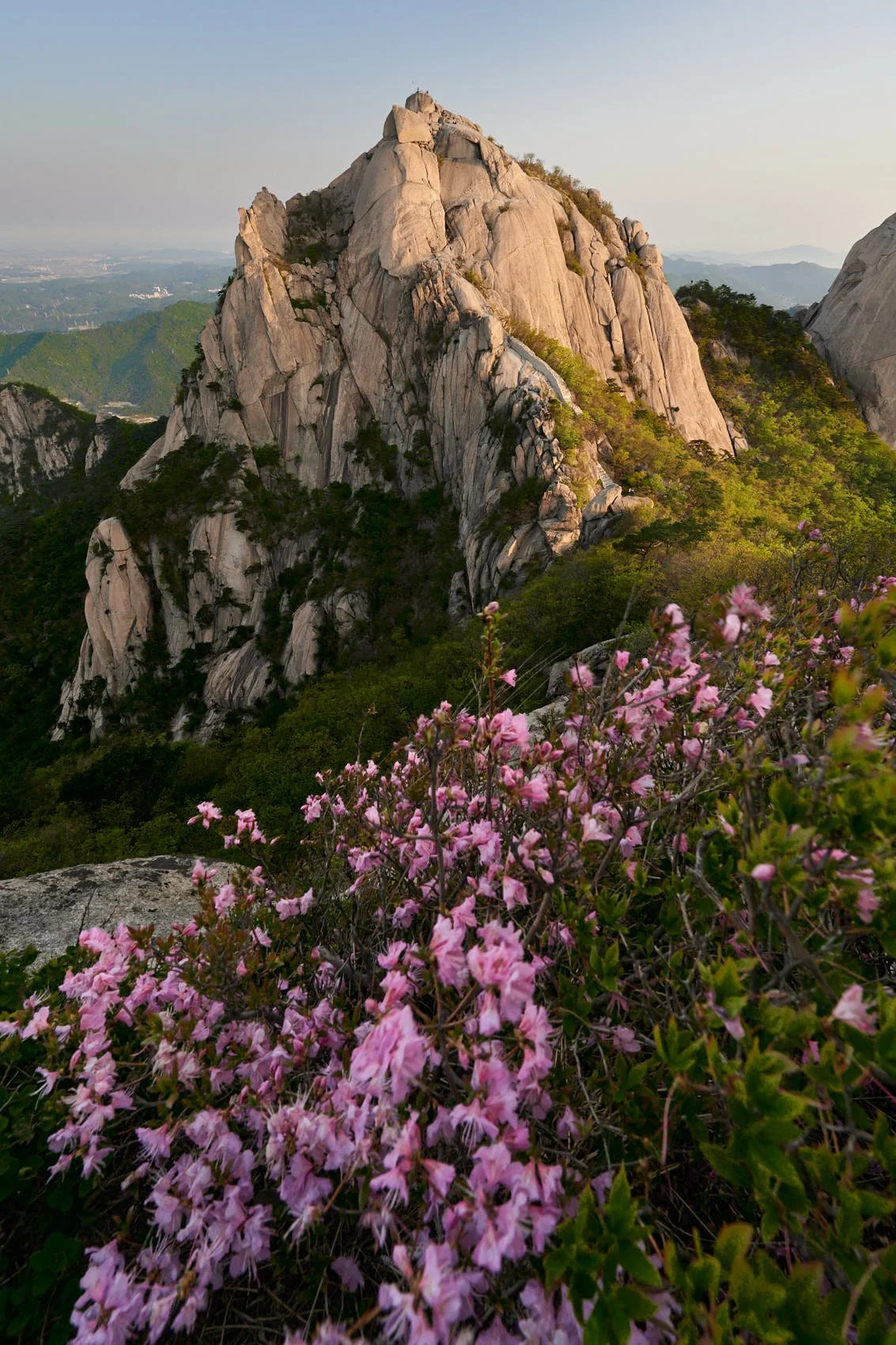 Famous Seoul Korean peak, Beakundae, with azaleas in front