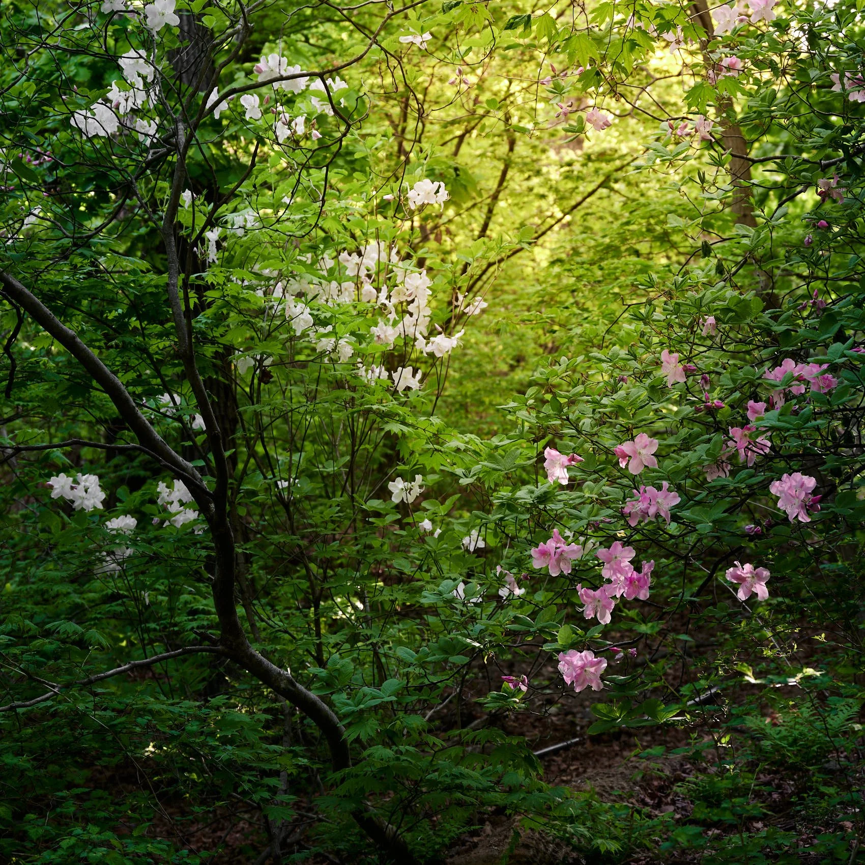 Royal azaleas in the Korean forest