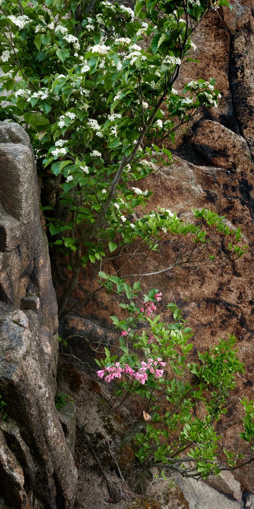 Korean mountain ash and weigela on rock face